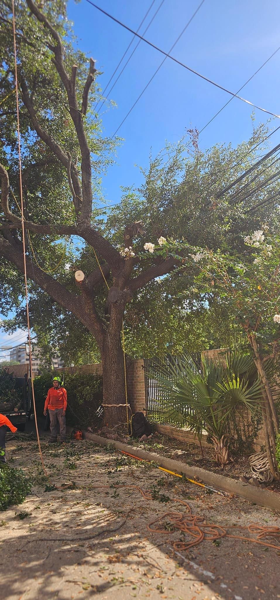  for Servin's Tree Care  in Houston, TX