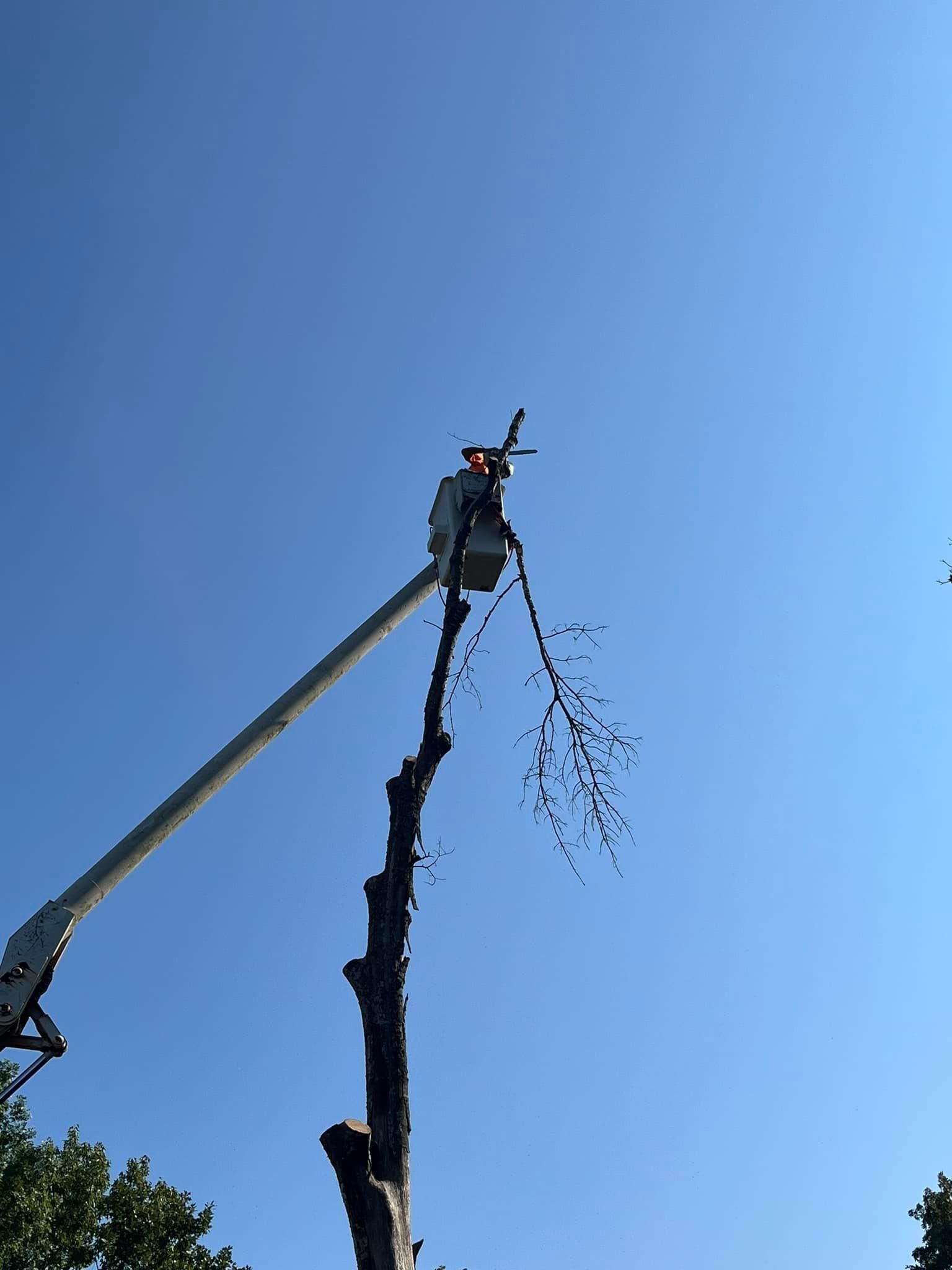  for H n H Tree Service in Taneyville, MO