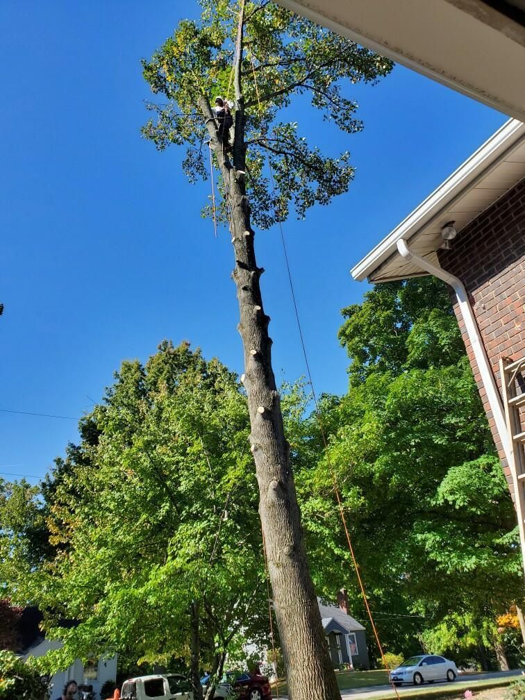  for Kingdom Tree Trimming and Removal LLC in Covington, KY