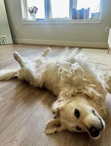  for Gallagher's Plastering in Mississauga, ON