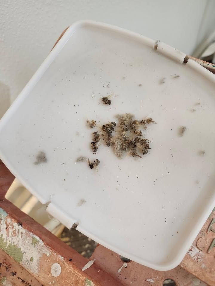  for Space Coast Property Maintenance and Management LLC in Brevard County, FL