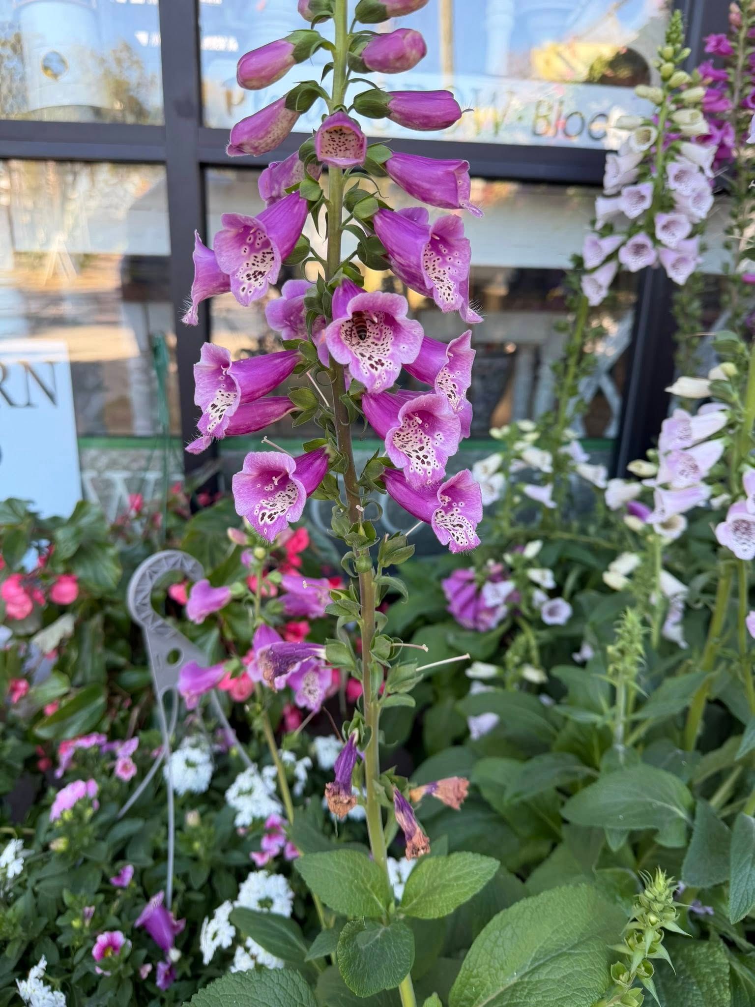  for Southern Roots Tree Farm in Crystal River, FL