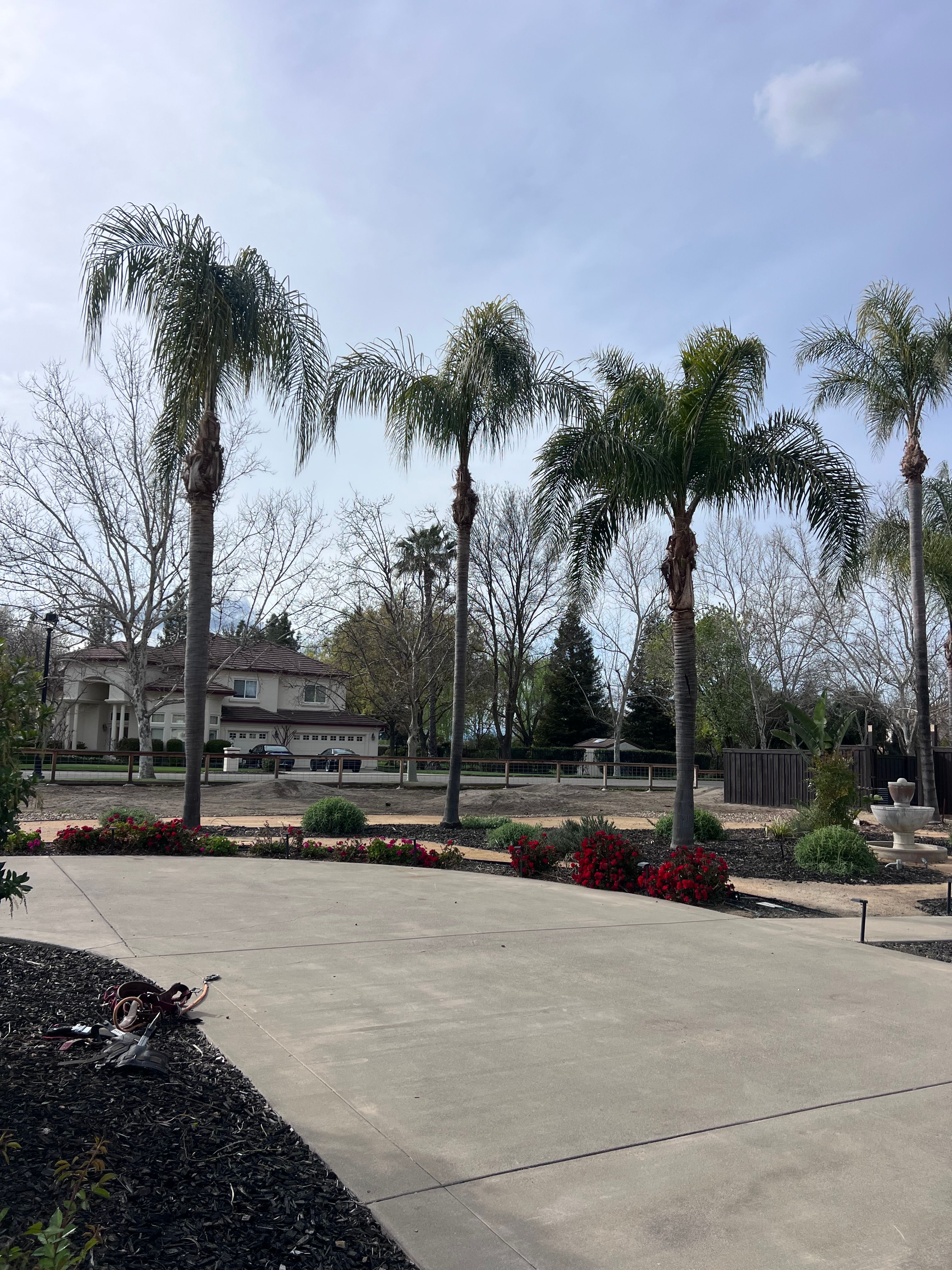 All Photos for Sammy's Tree Services in Rancho Cordova, CA