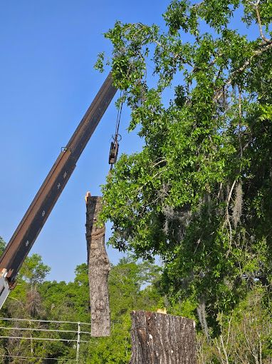 Tree Removal for Near Me Tree Service, Inc. in DeLand, FL