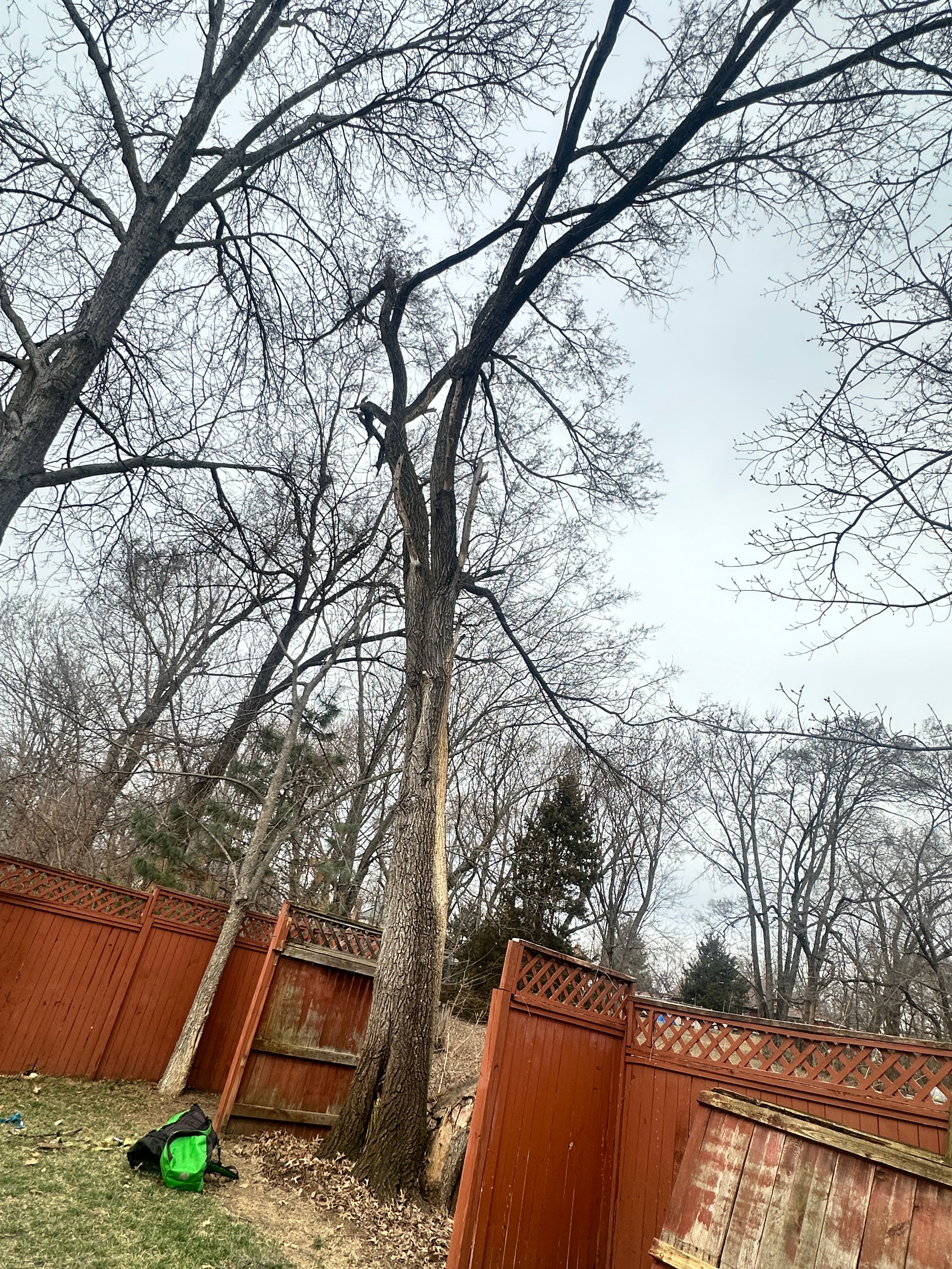 All Photos for Cross Family Tree Service in Kearney, MO