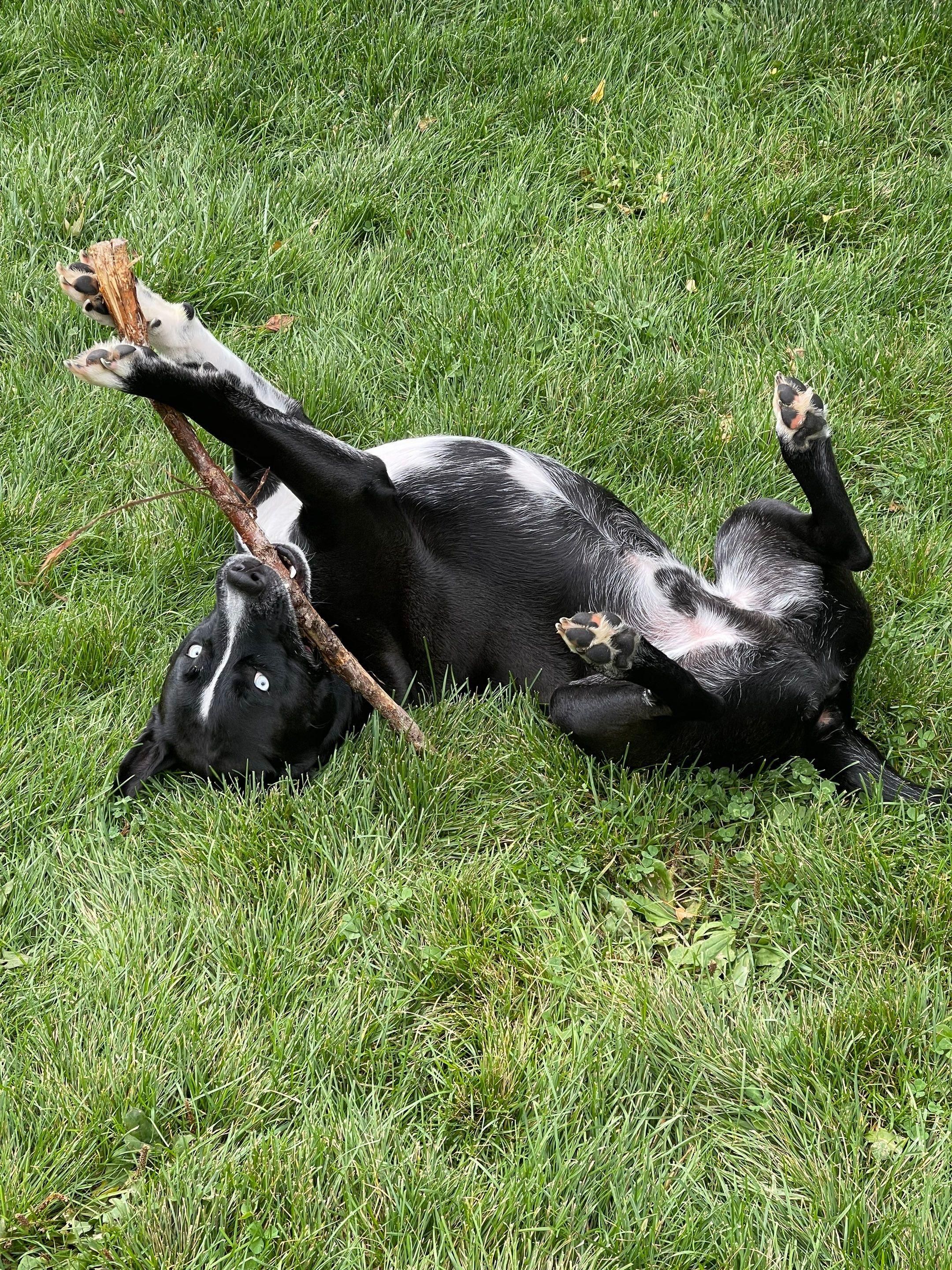 It's really about the pets we meet along the way... for Mr. Pipe Dreams LLC in Colorado Springs, CO