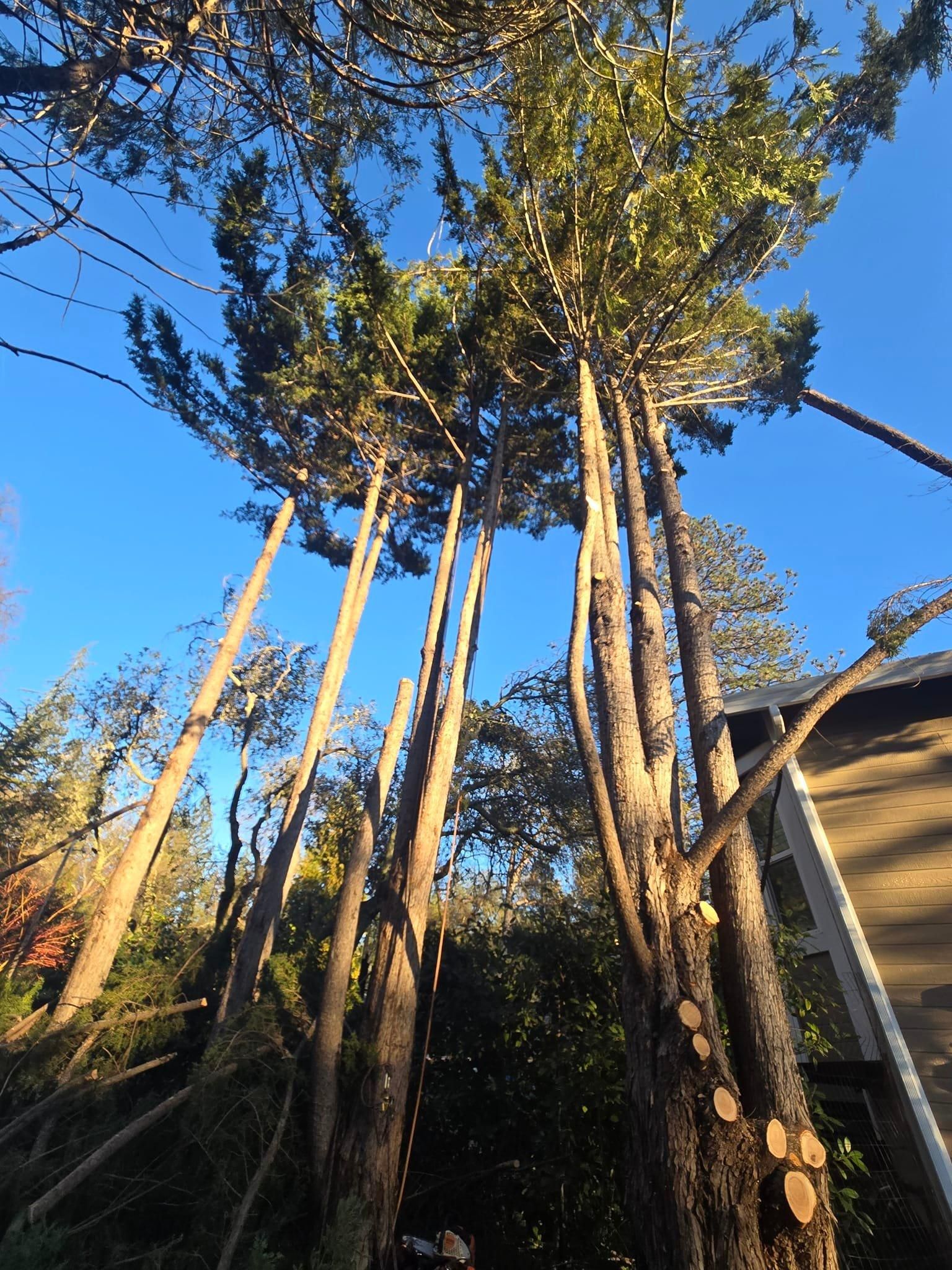  for Terra Heights Tree Experts & Landscaping  in Grass Valley,  CA