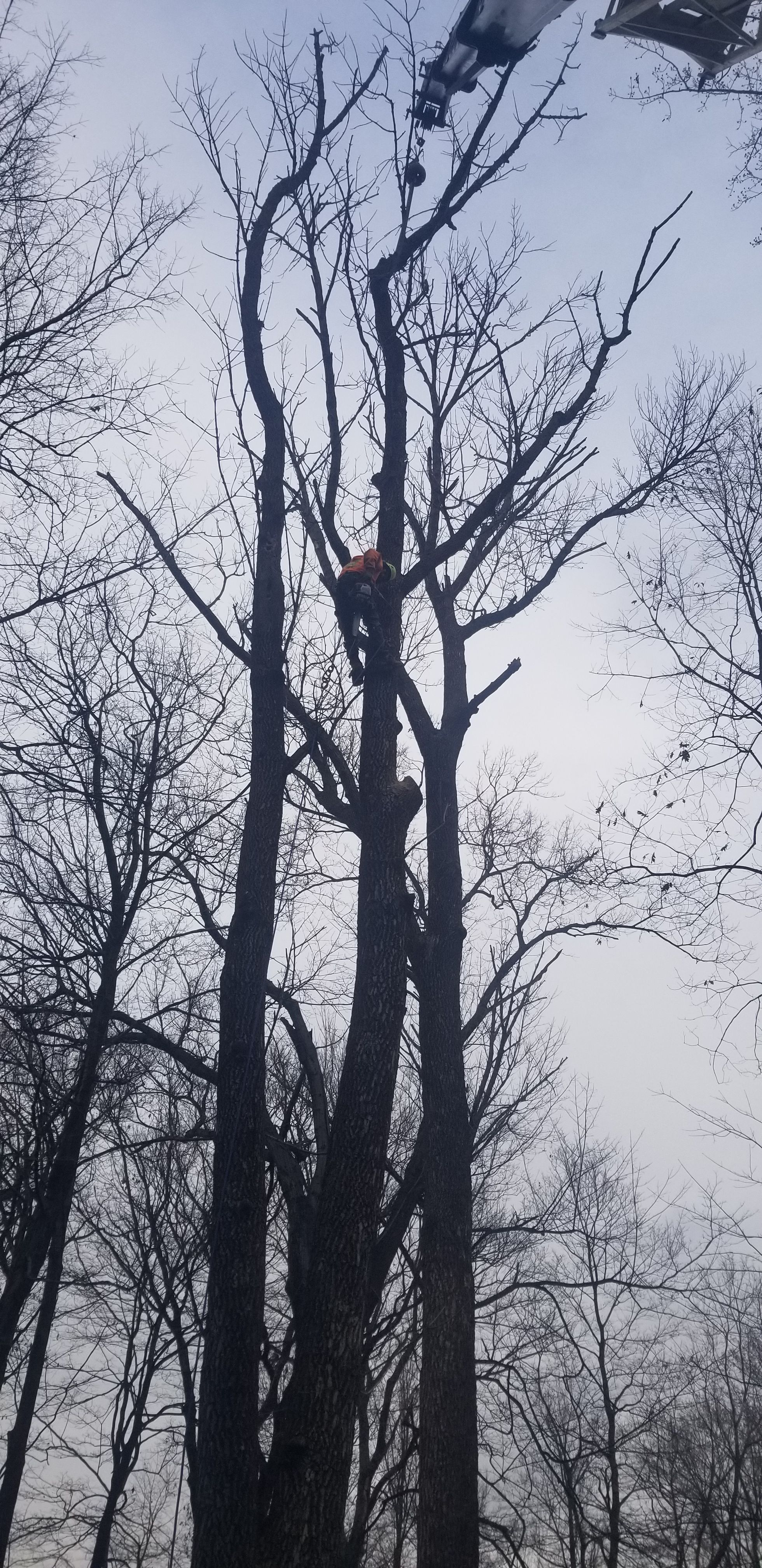  for Advanced Tree Solutions in Rockville, IN