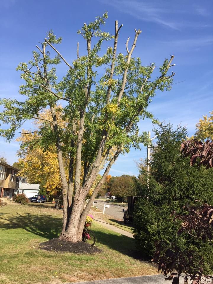 Tree Removal for Jason's Tree Service in Marlton, NJ