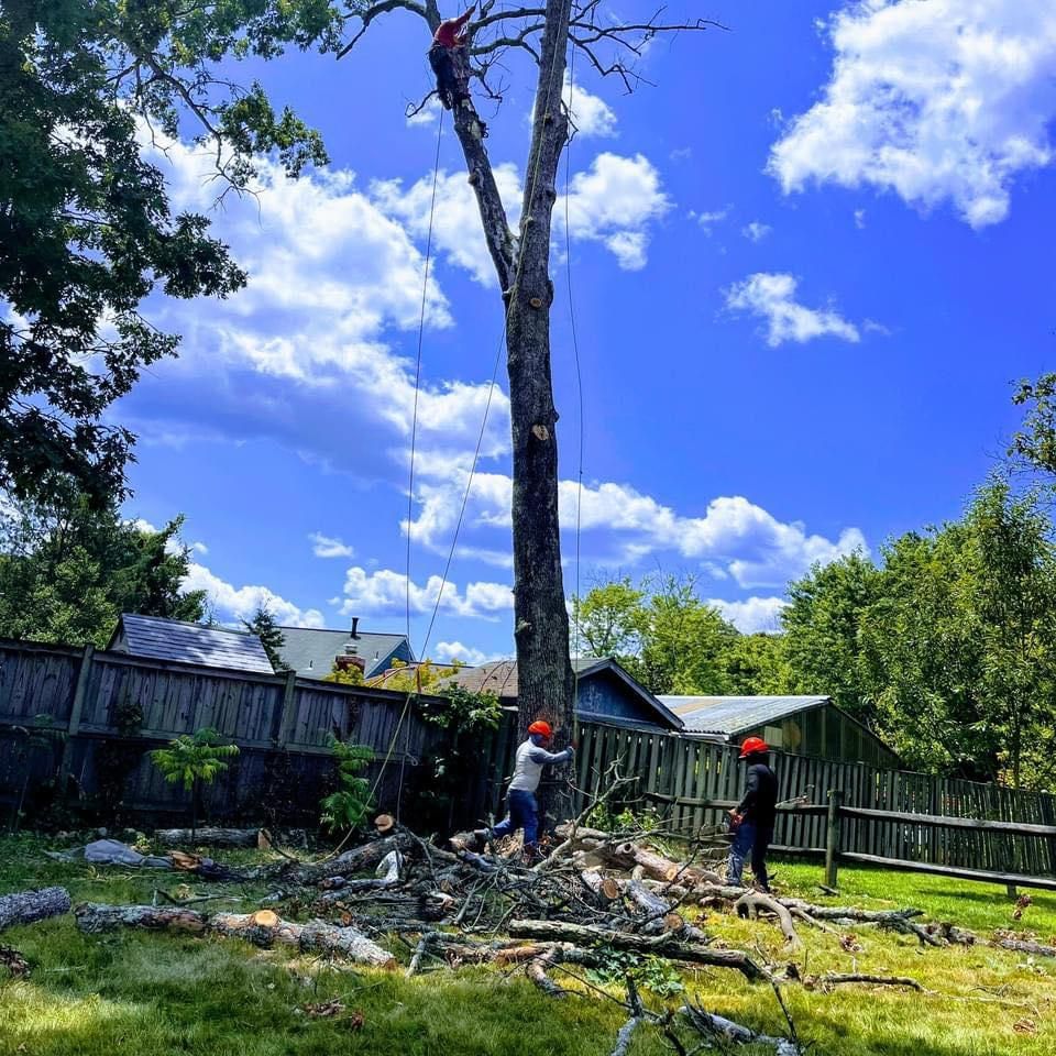  for Ricky's Tree Service & Property Care in Orange, VA