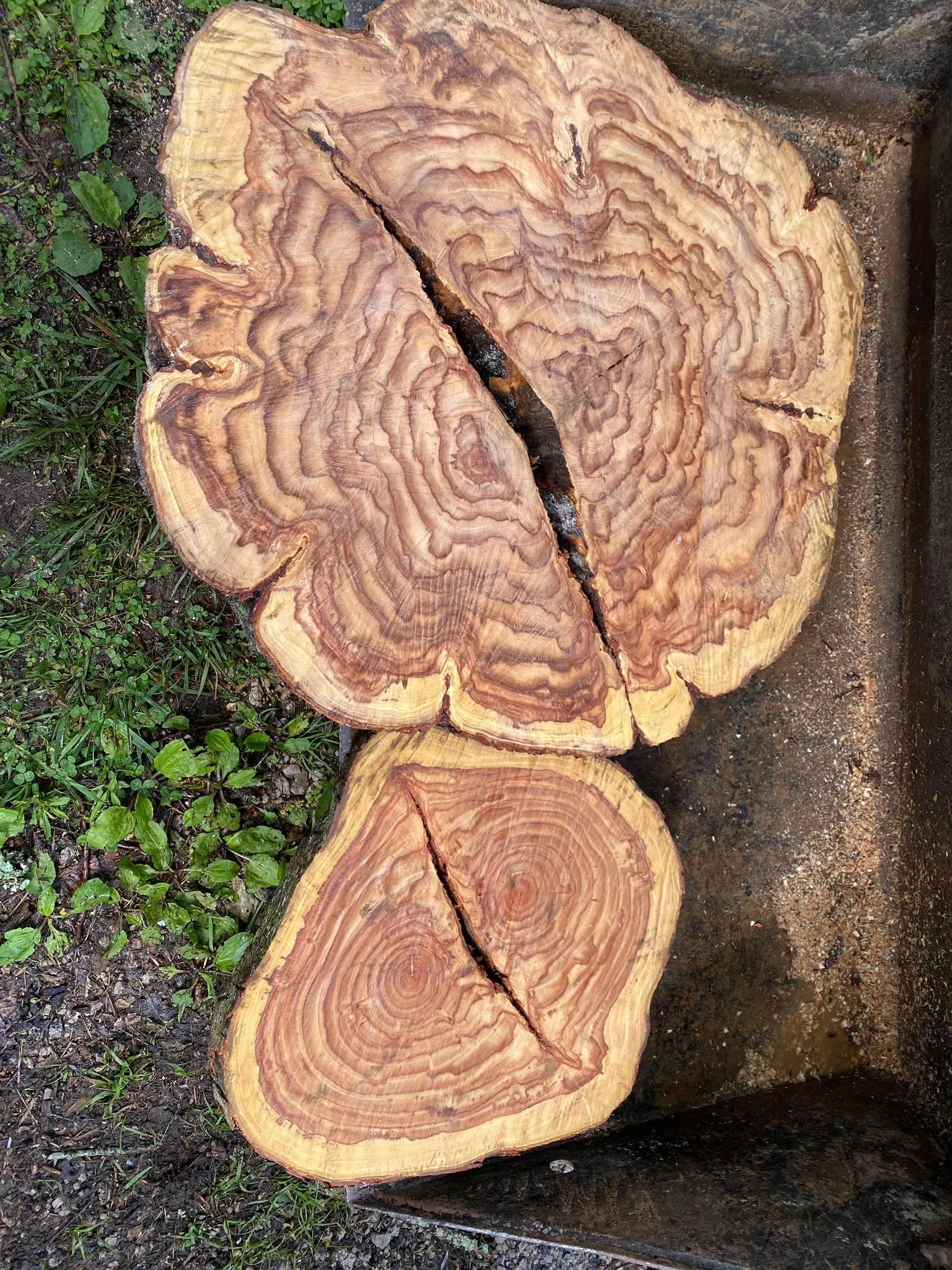 All Photos for Houtz Tree Service in Lexington, KY