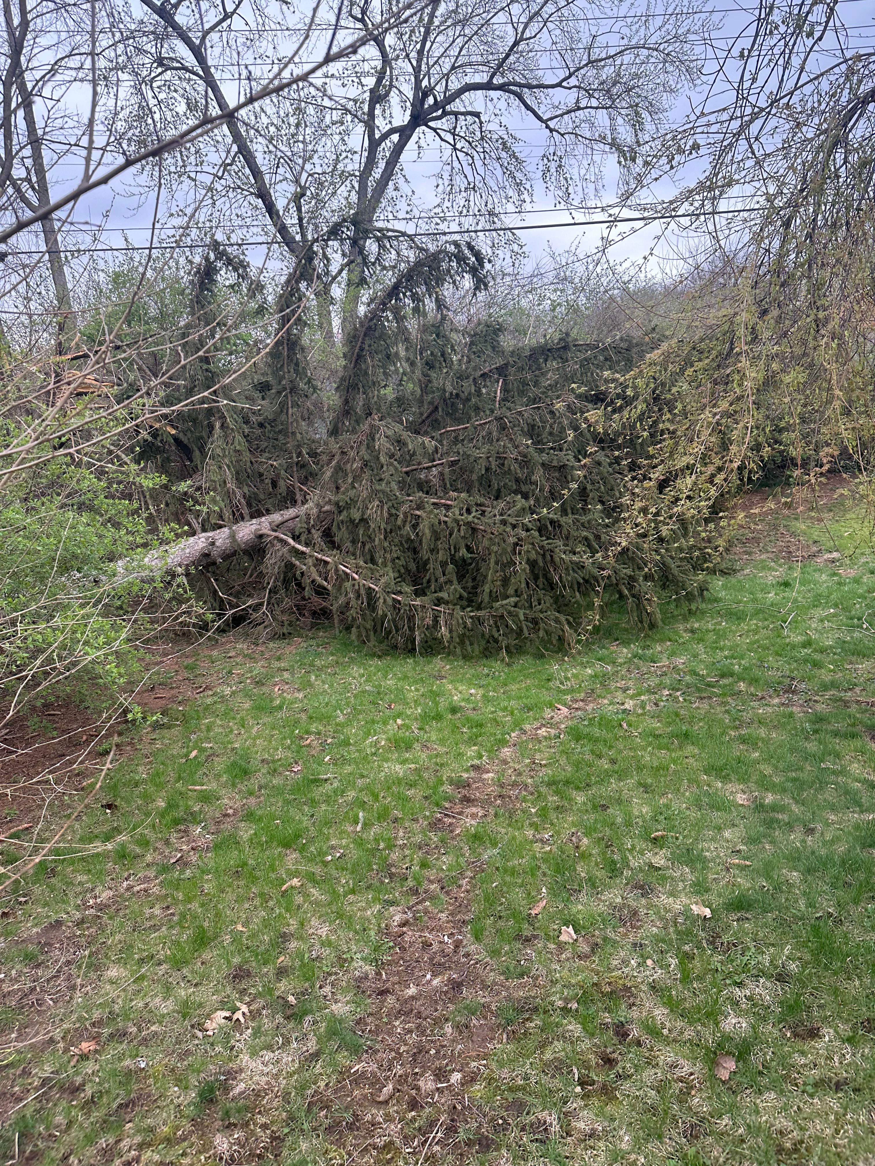 All Photos for Pro Tree Trim & Removal, Llc in Dayton, OH