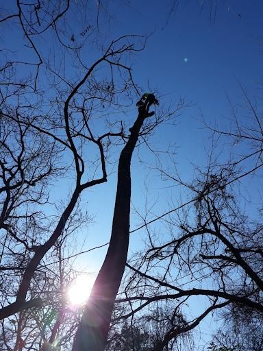  for TLC Professional Tree Service in Bedford, TX