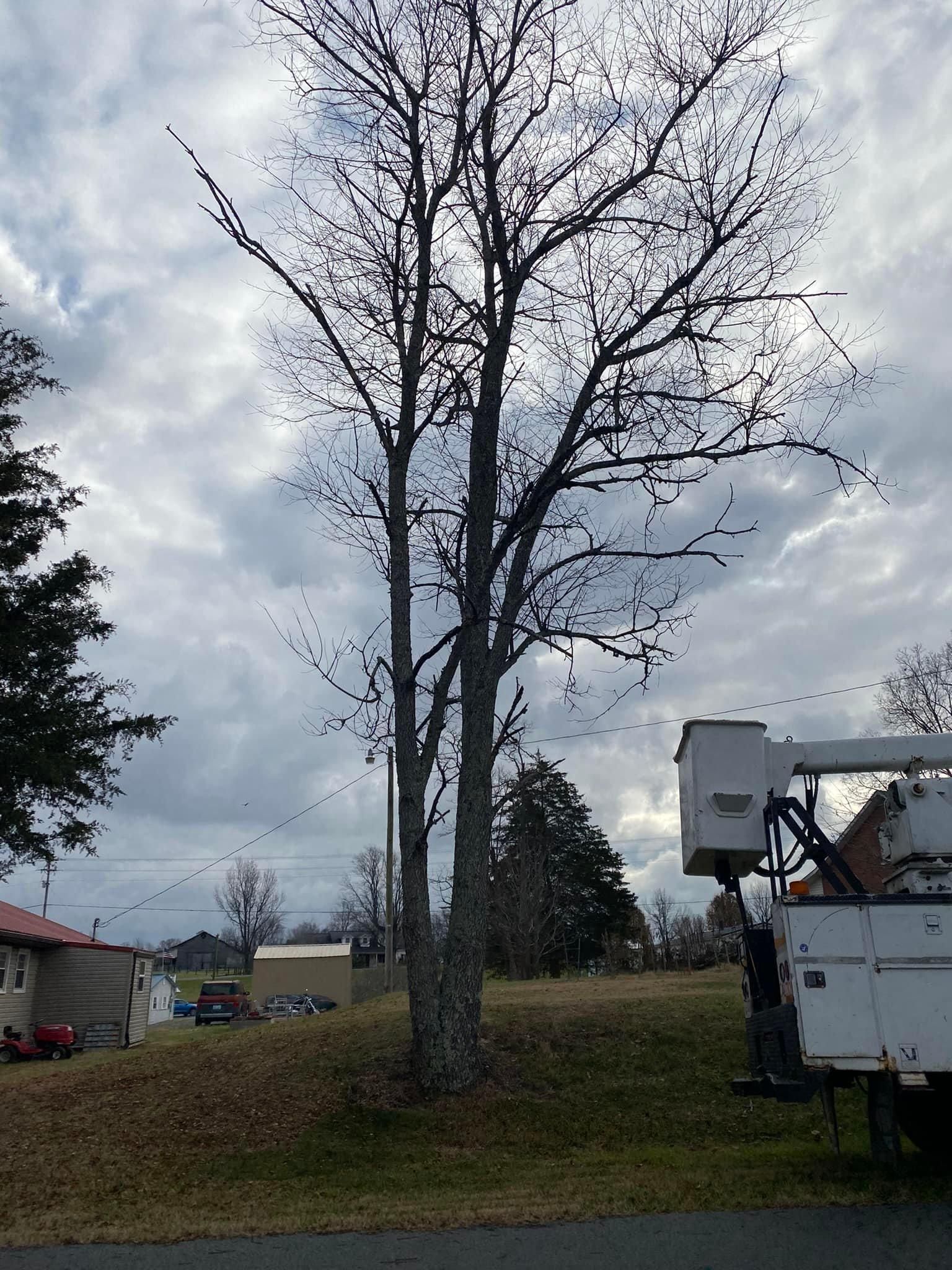 Fall and Spring Clean Up for Atwood’s Tree Care in Liberty,  KY