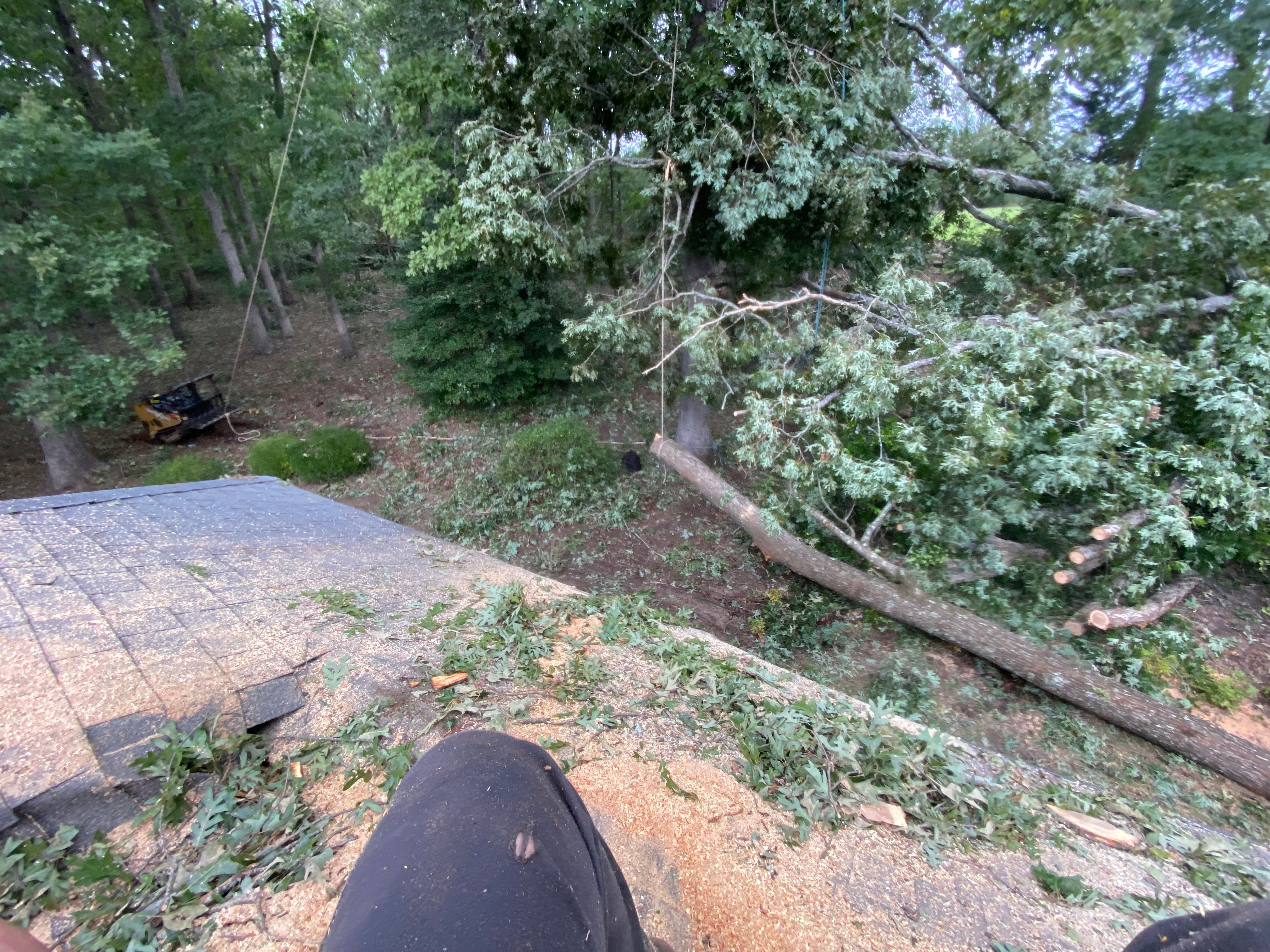 Tree Removal for Diversified Tree Company in Trinity, NC