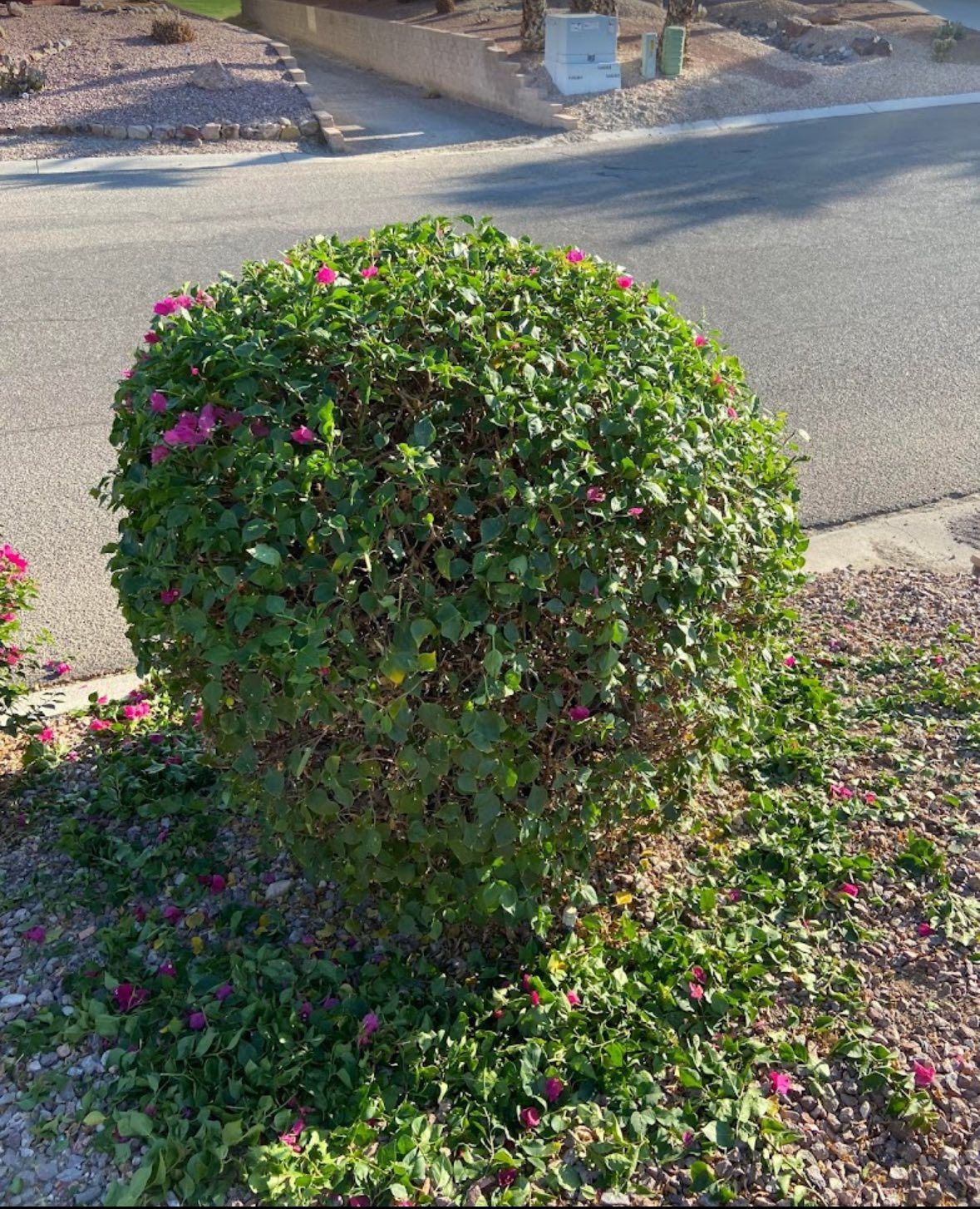  for Top Notch Landscape Services in Mohave Valley, AZ