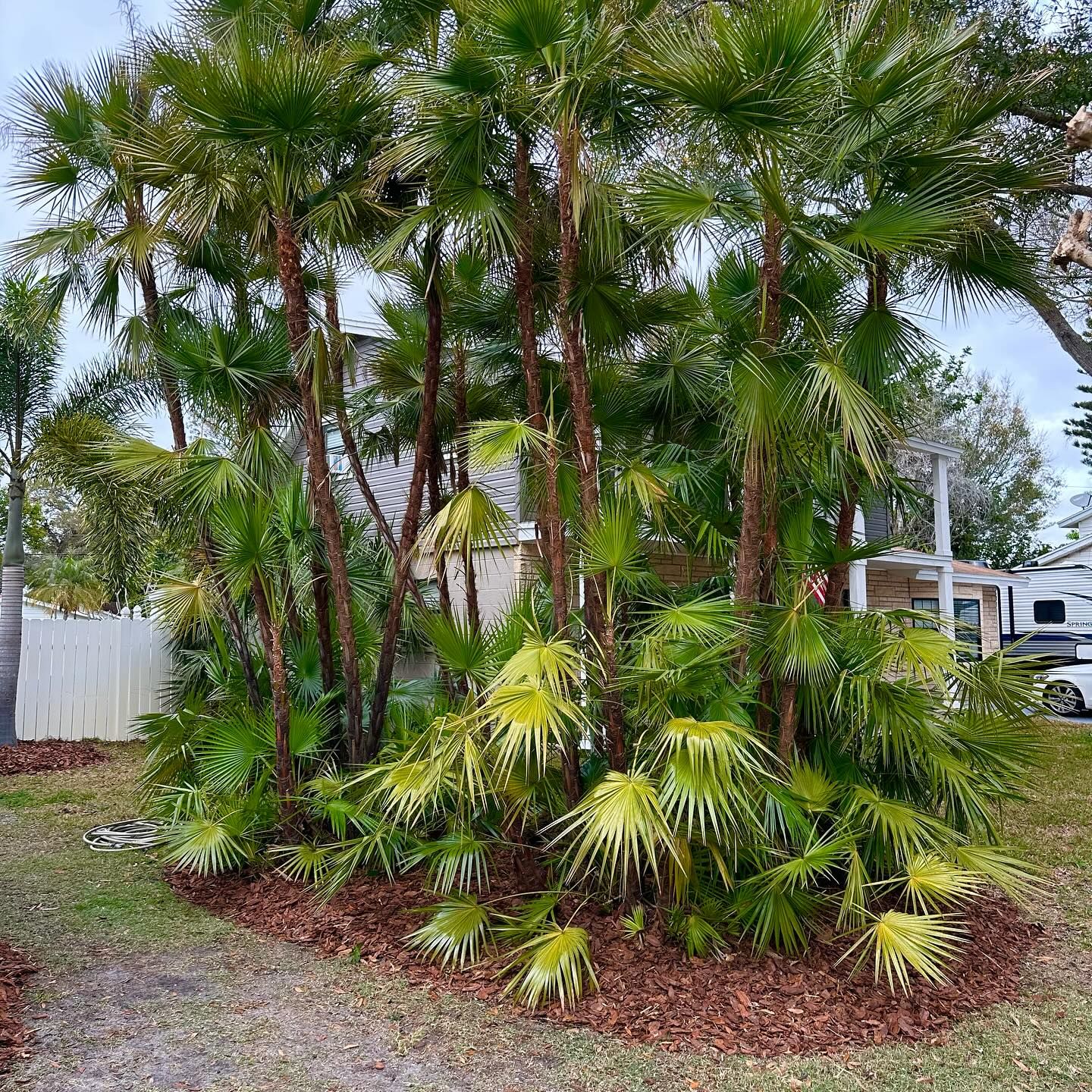 All Photos for GS Lawn & Landscape in Clearwater, FL
