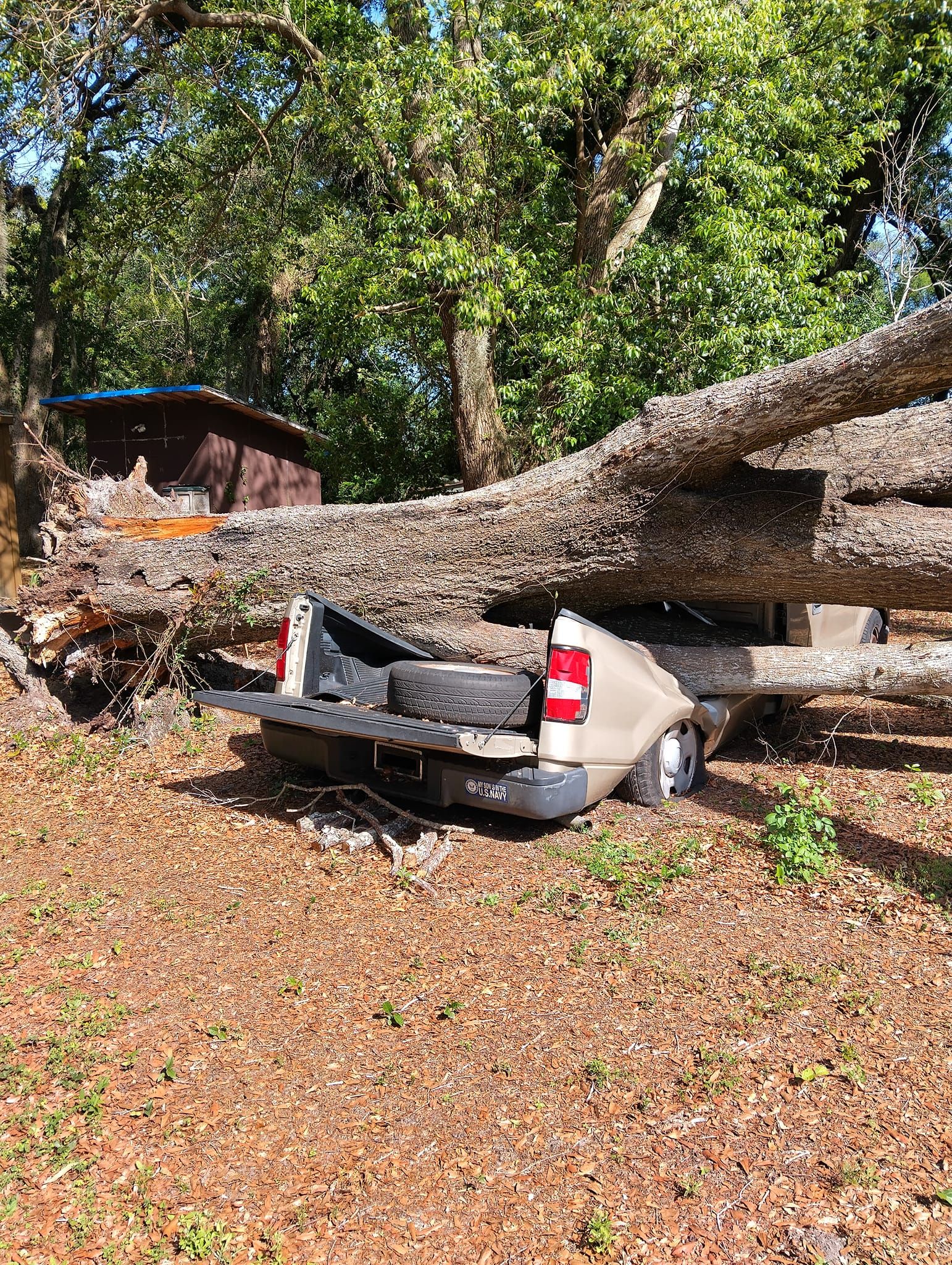  for Bills Tree Service in Valrico, FL