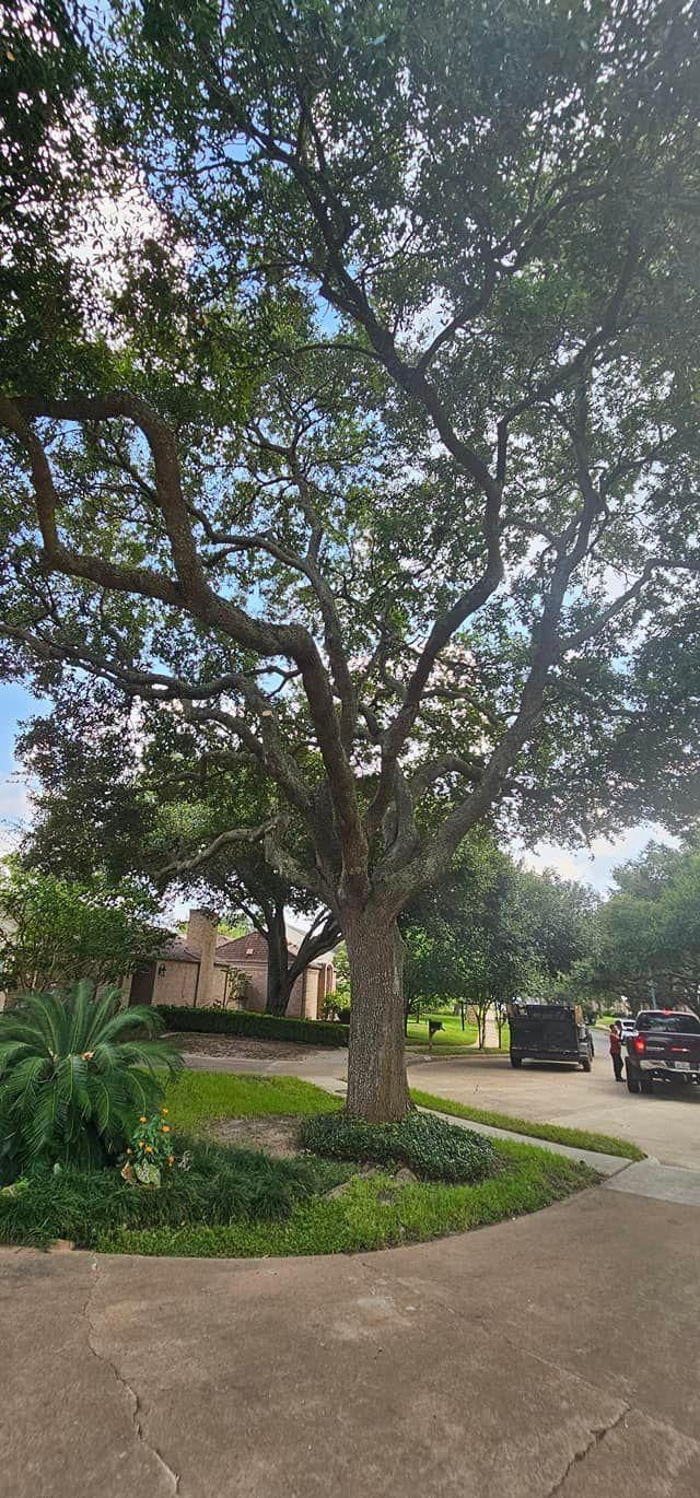  for Servin's Tree Care  in Houston, TX