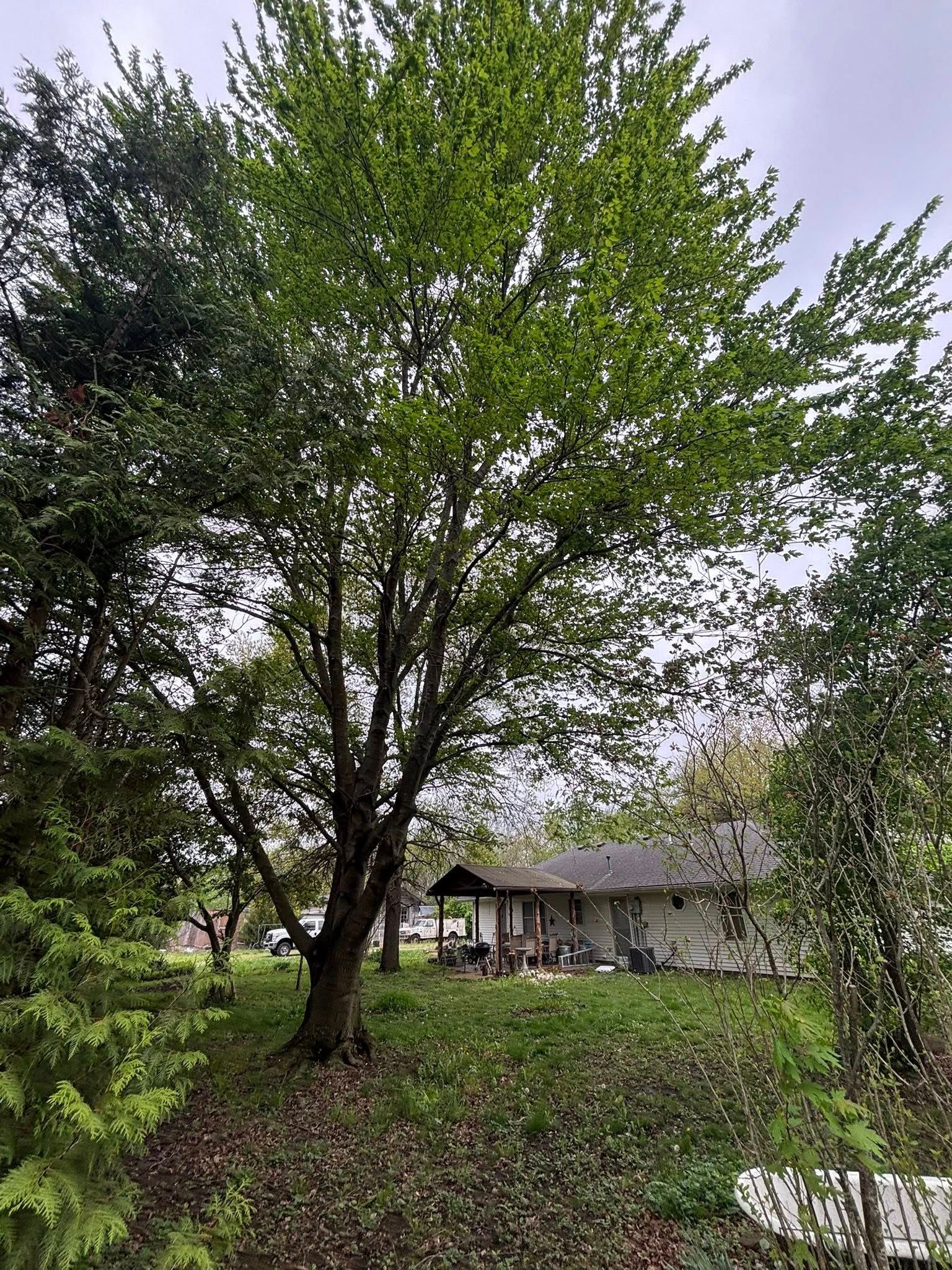 Tree Removal for Cross Family Tree Service in Kearney, MO
