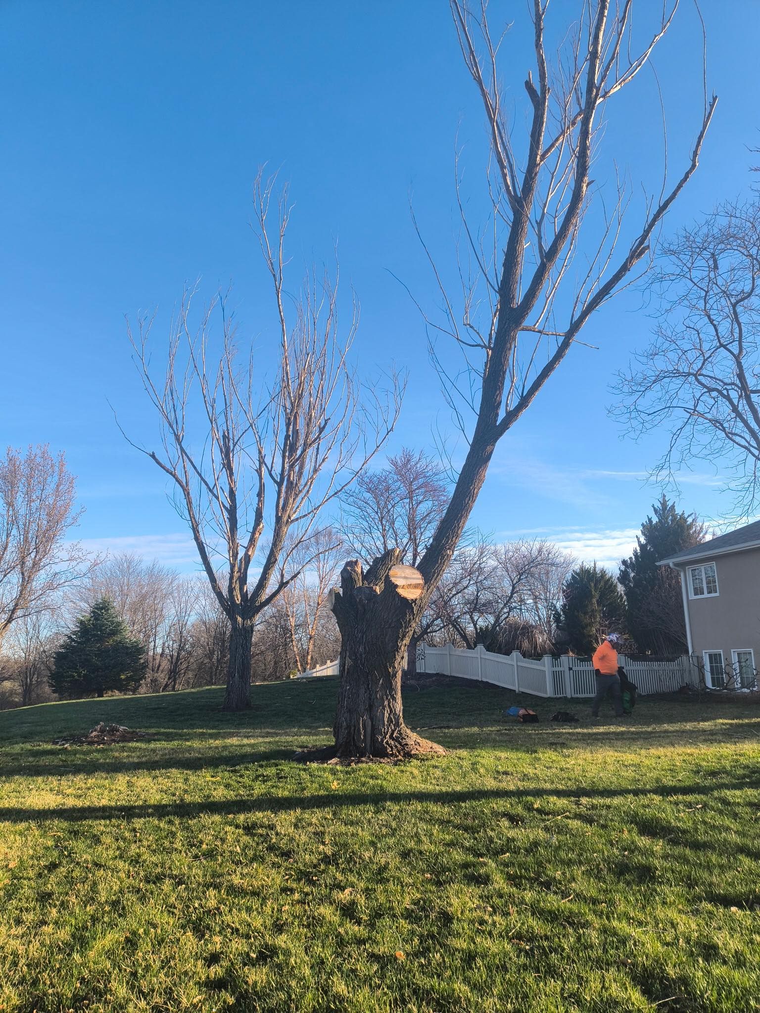 Tree Removal for Cross Family Tree Service in Kearney, MO