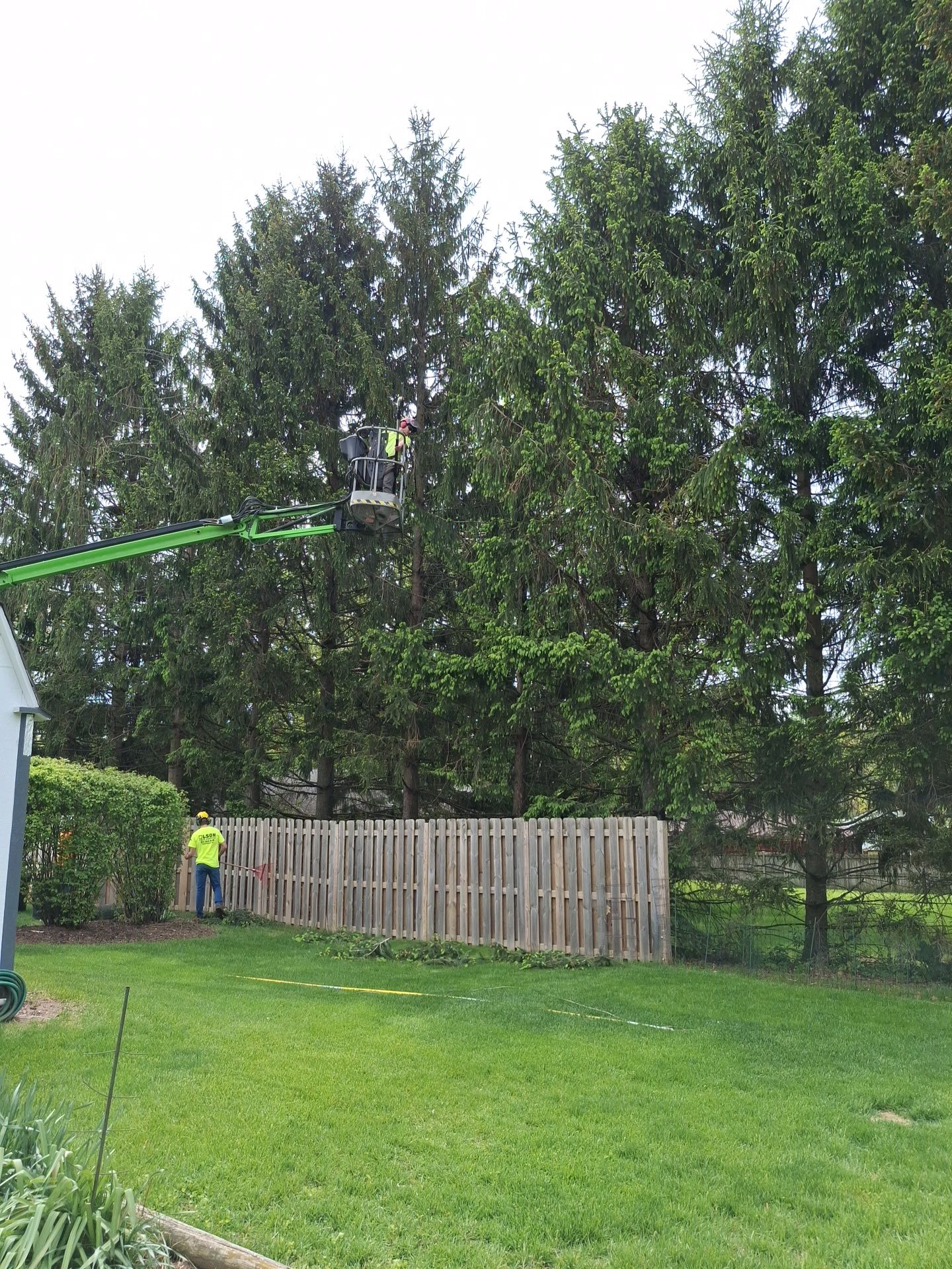 Tree Removal for Olson Tree Service, Inc in Rockford, IL
