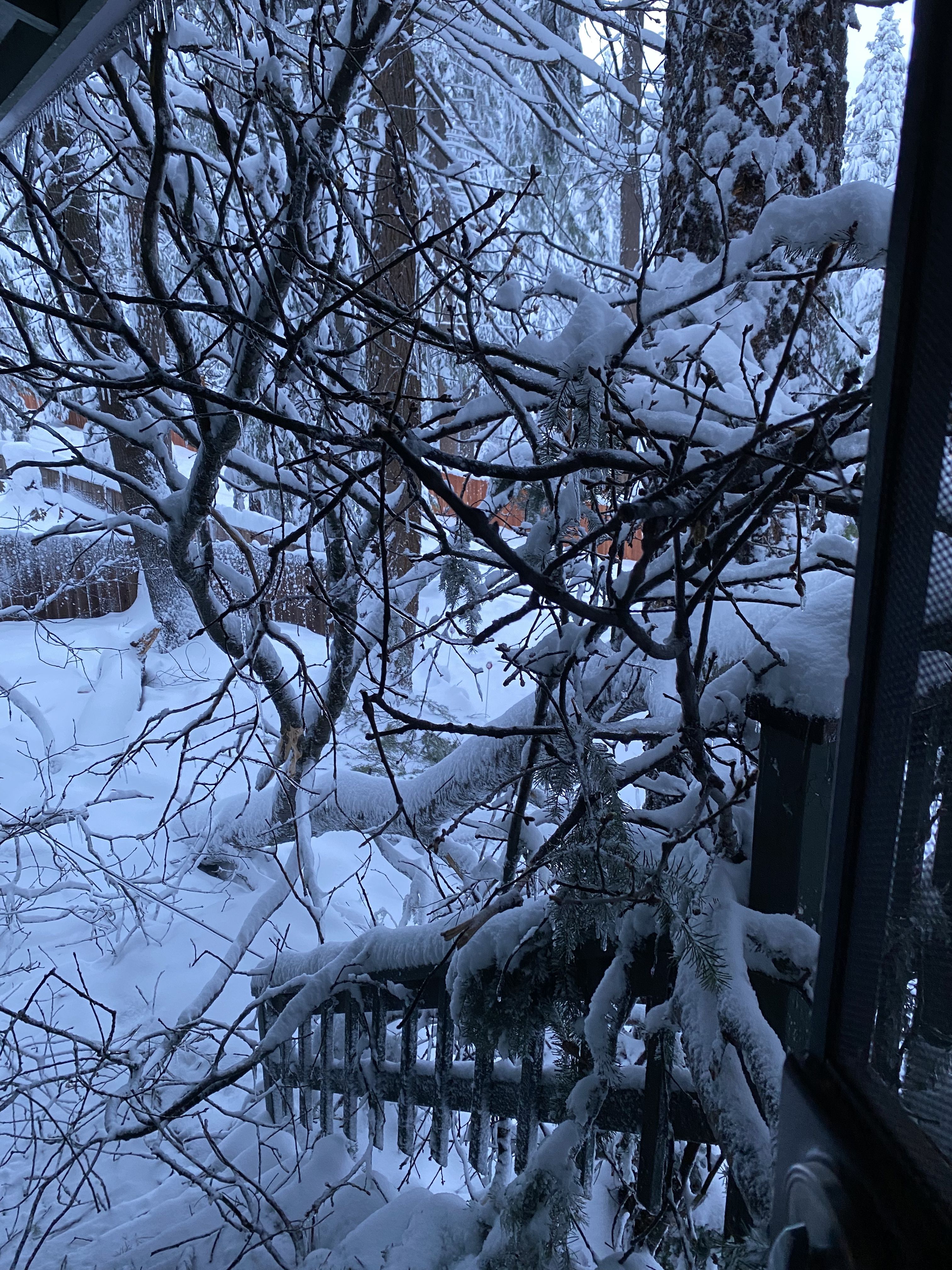  for George Staddan's Professional Tree Care in Placerville, CA