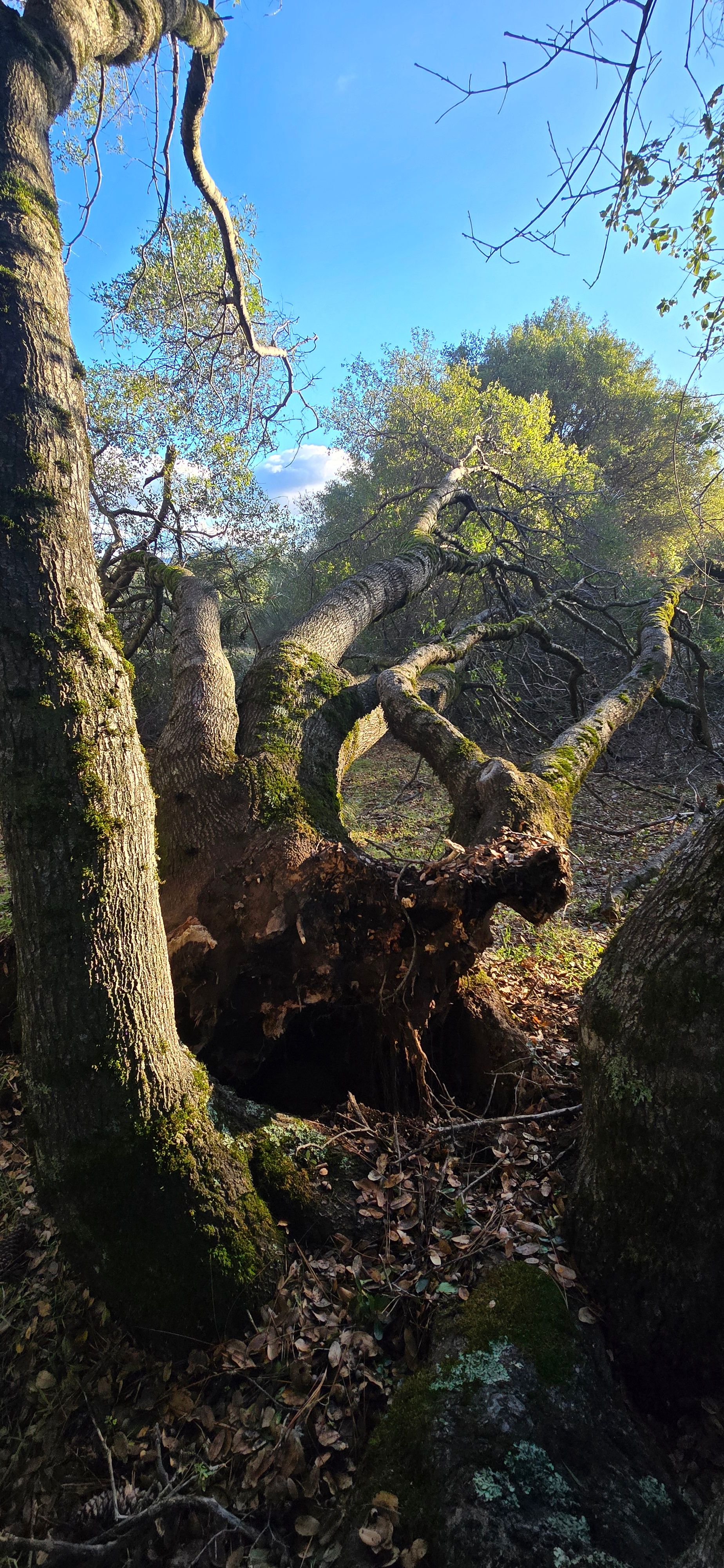  for George Staddan's Professional Tree Care in Placerville, CA