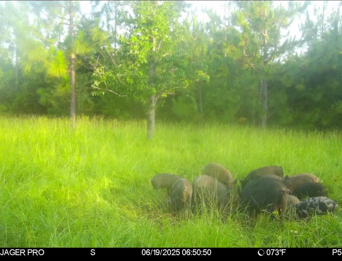  for Havoc Hog Control in Molino, FL