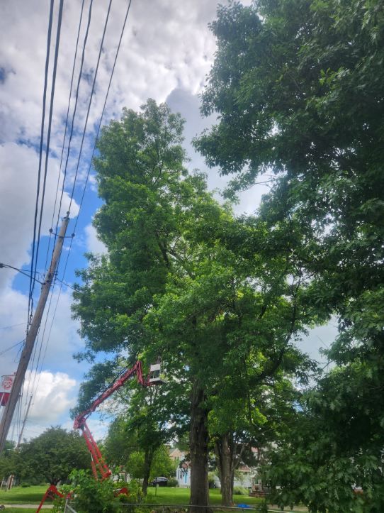  for Lawn Ranger Yard And Tree Service LLC in Ottumwa, IA