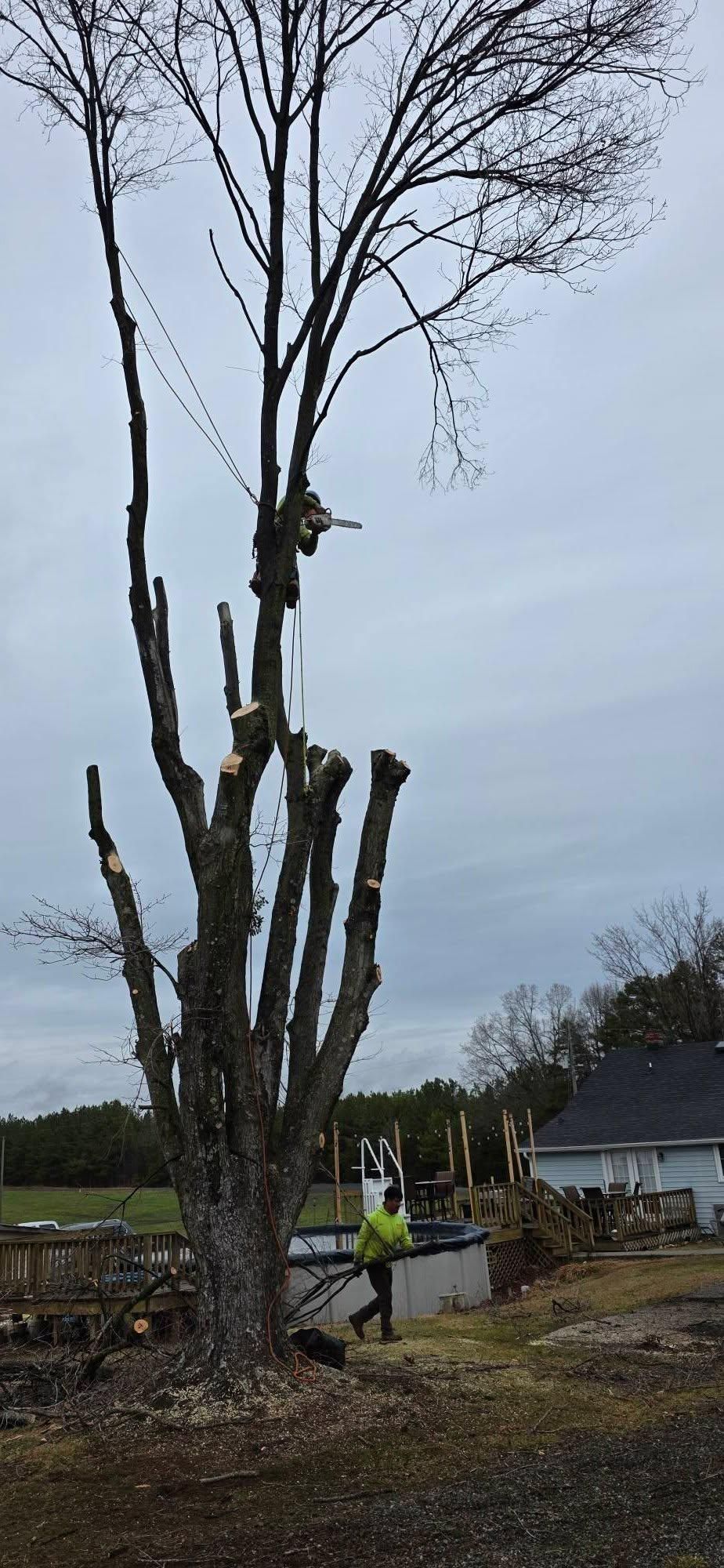  for Hamlett Tree Service LLC in Clover, VA