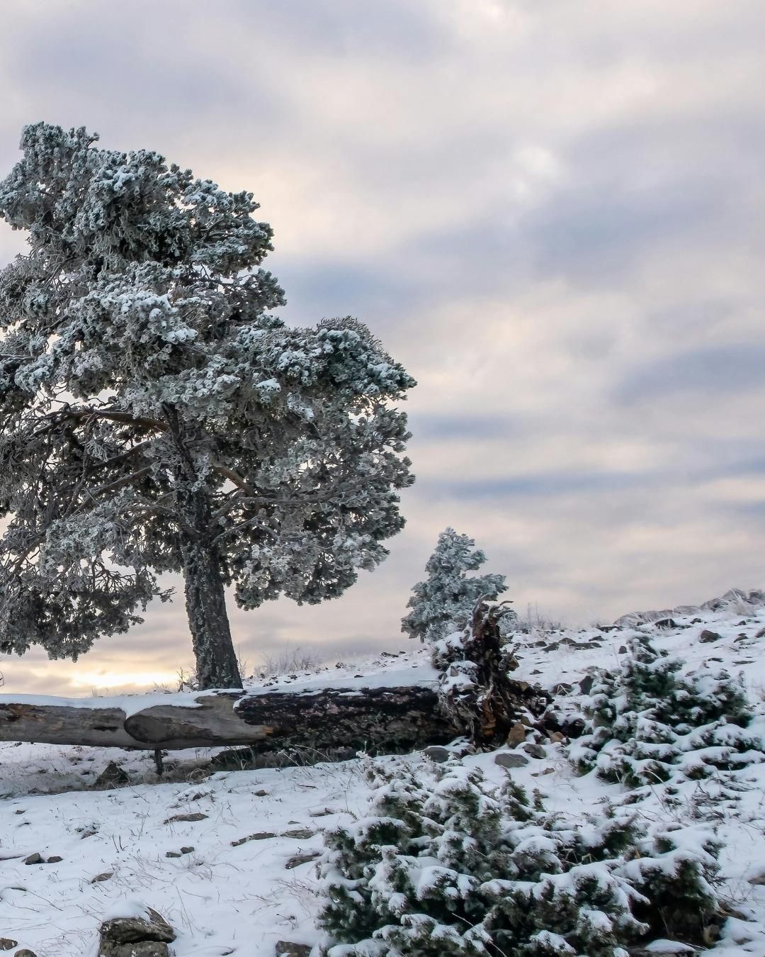 All Photos for Oakwood Tree Removal LLC in Oak Creek,  WI