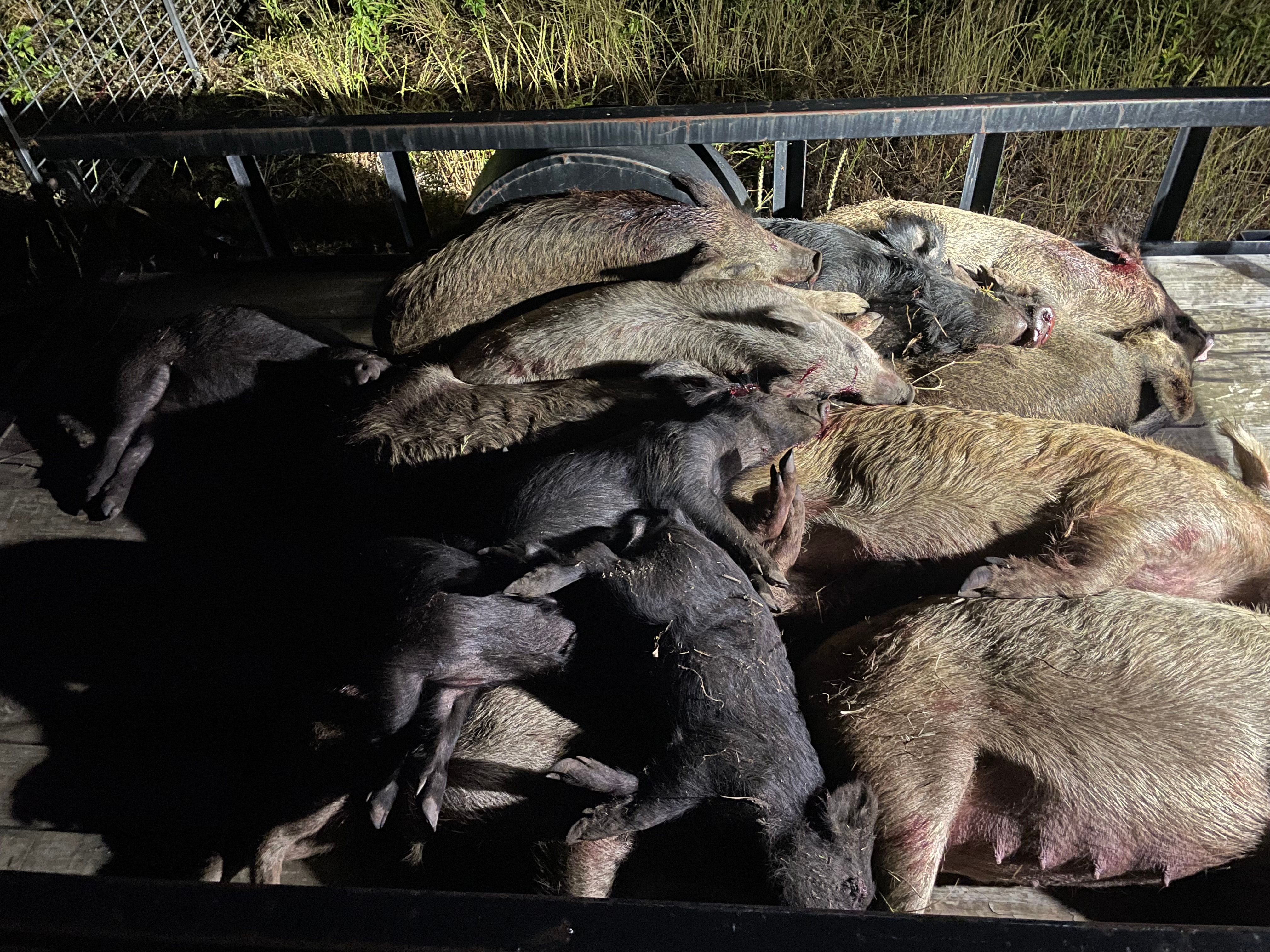  for Havoc Hog Control in Molino, FL
