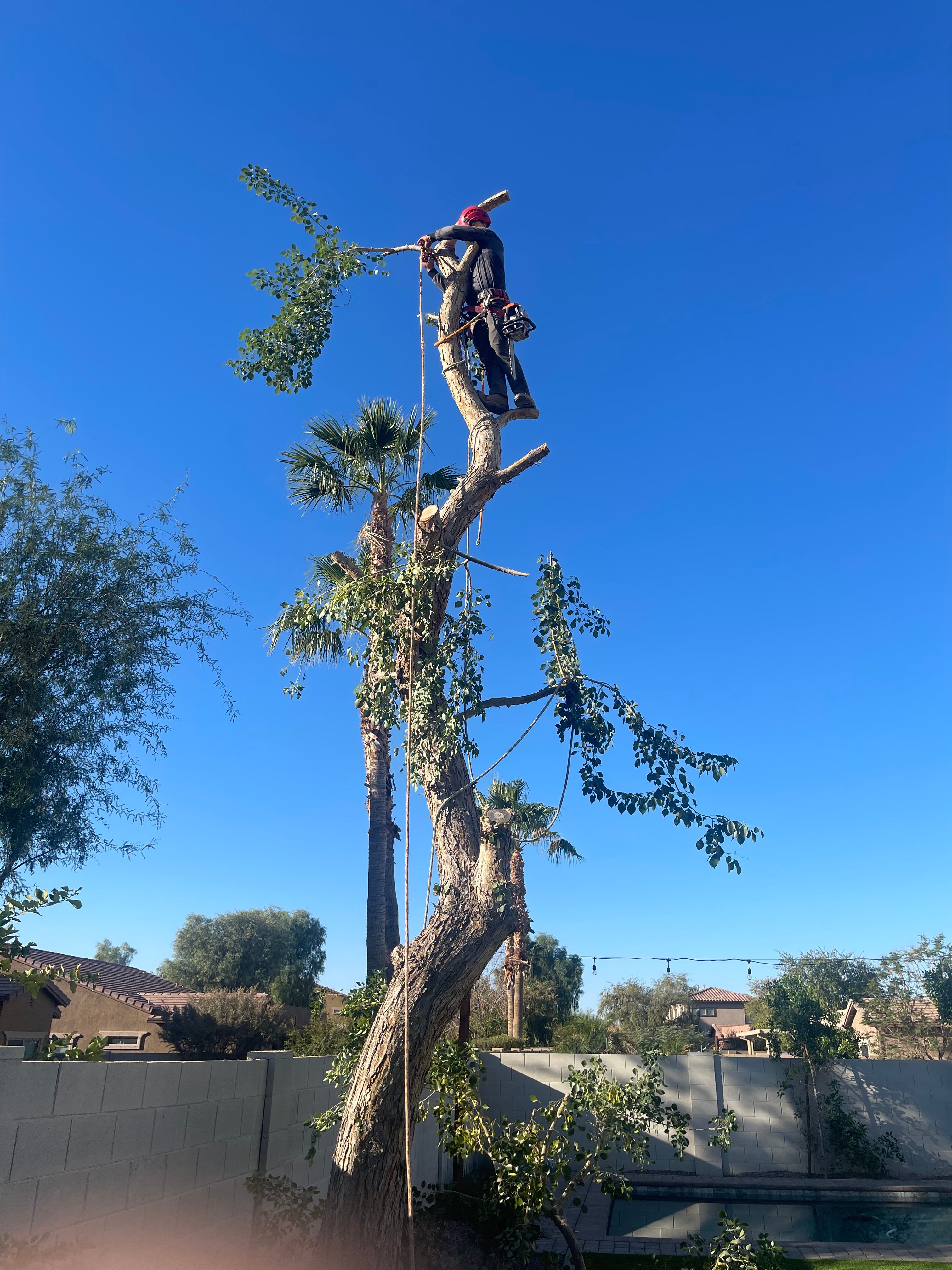 Sissoo Tree Removal  for AZ Tree & Hardscape Co in Surprise, AZ