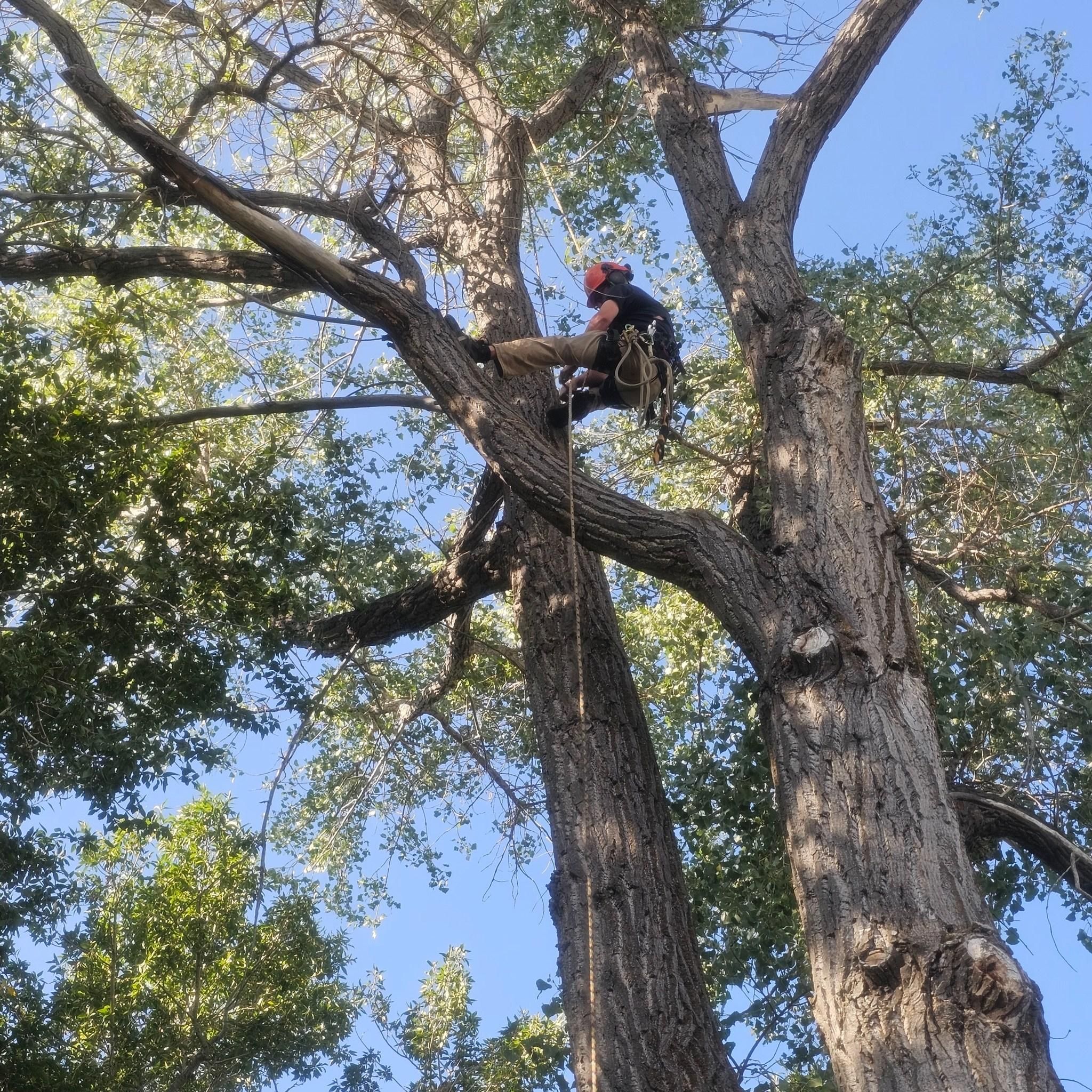  for Two Fellers Tree Service in Buffalo, WY