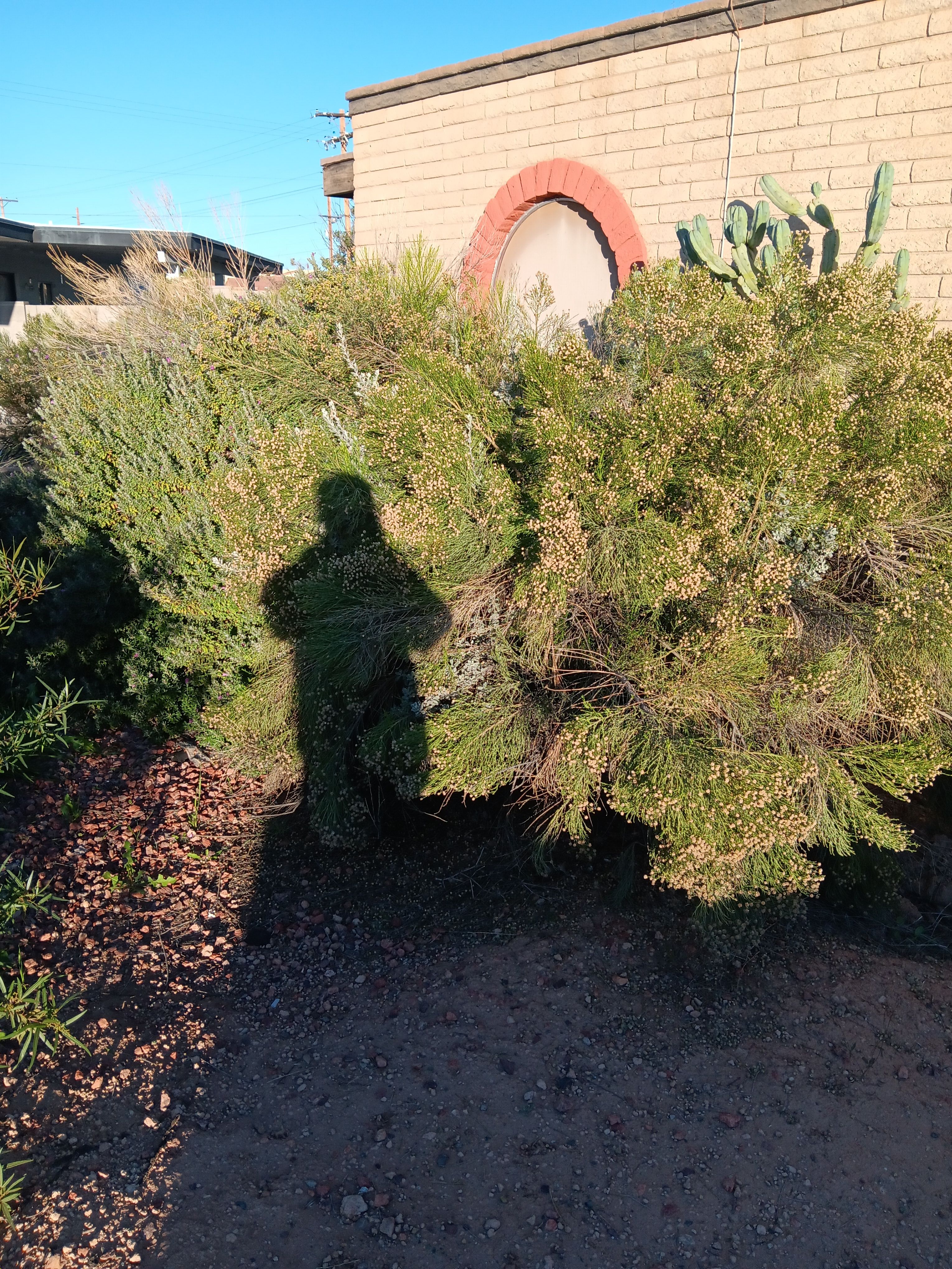  for Family Landscaping in Phoenix, AZ