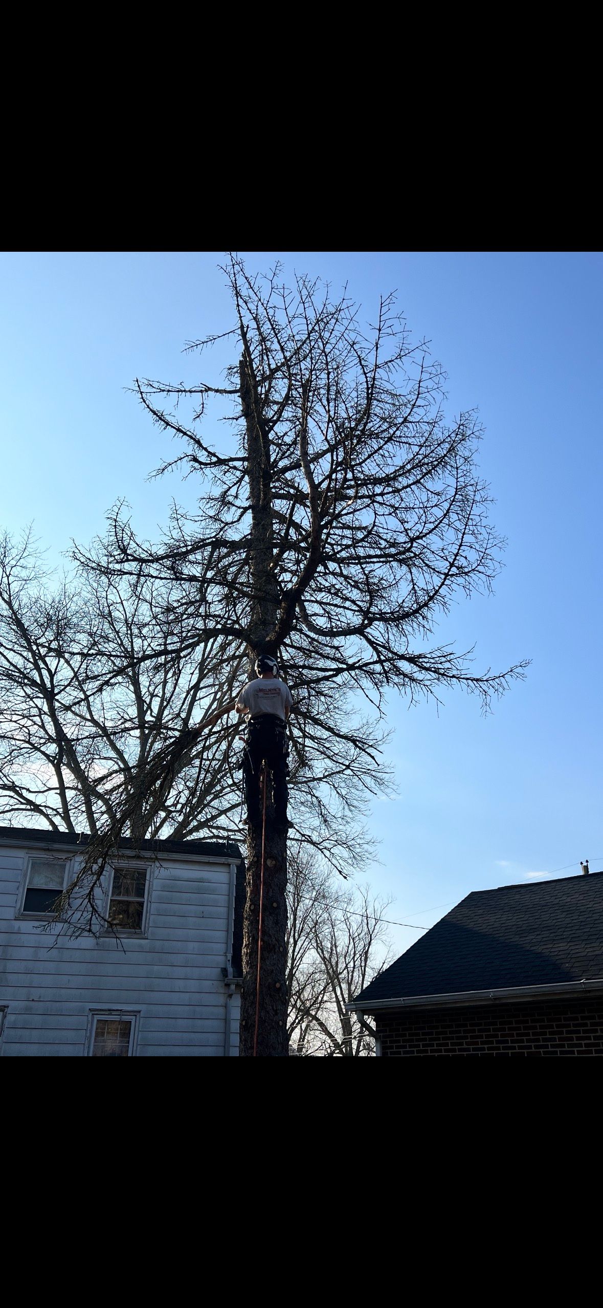 All Photos for Melnyk’s Tree Service in Salem County, NJ