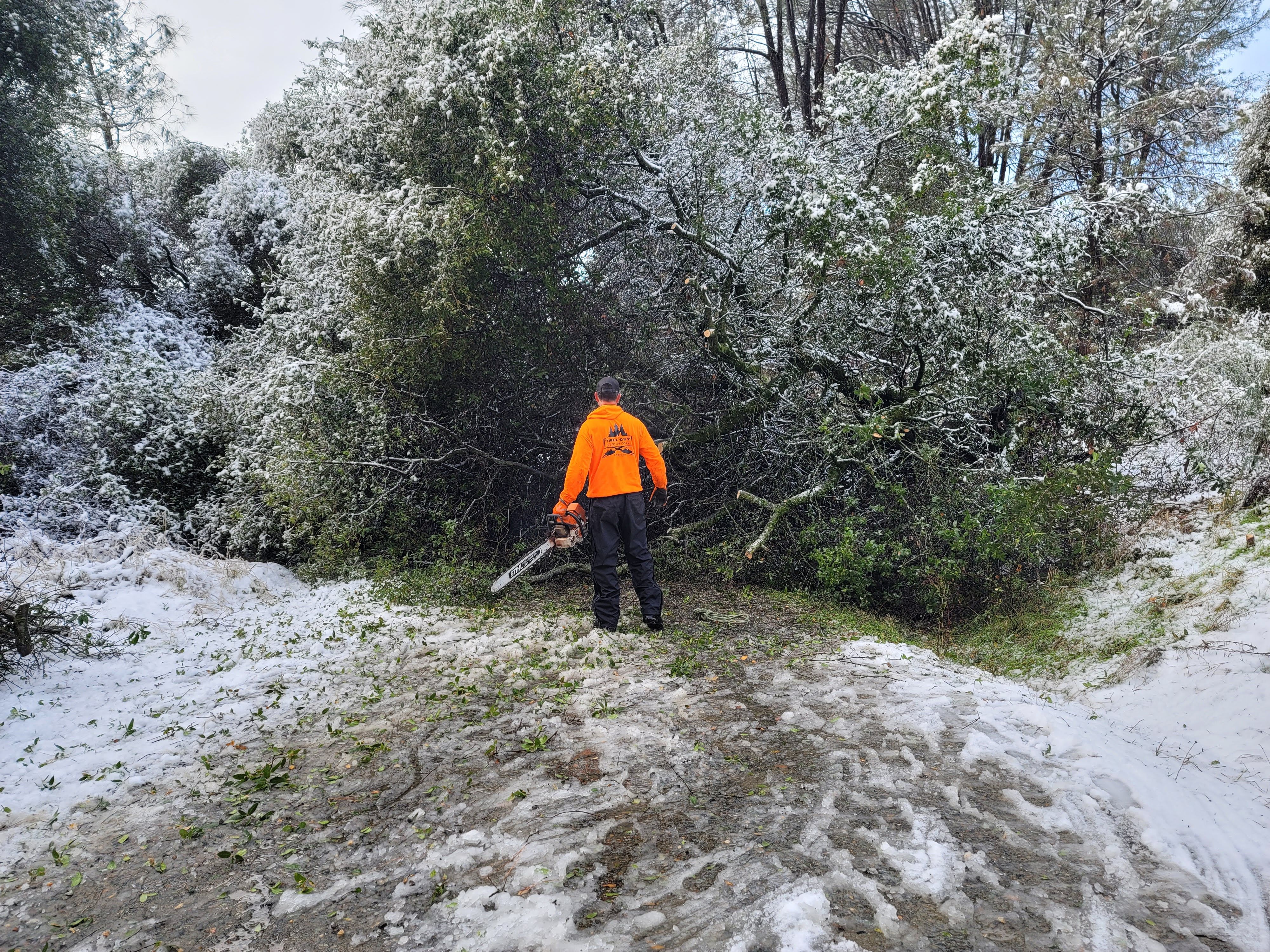  for George Staddan's Professional Tree Care in Placerville, CA