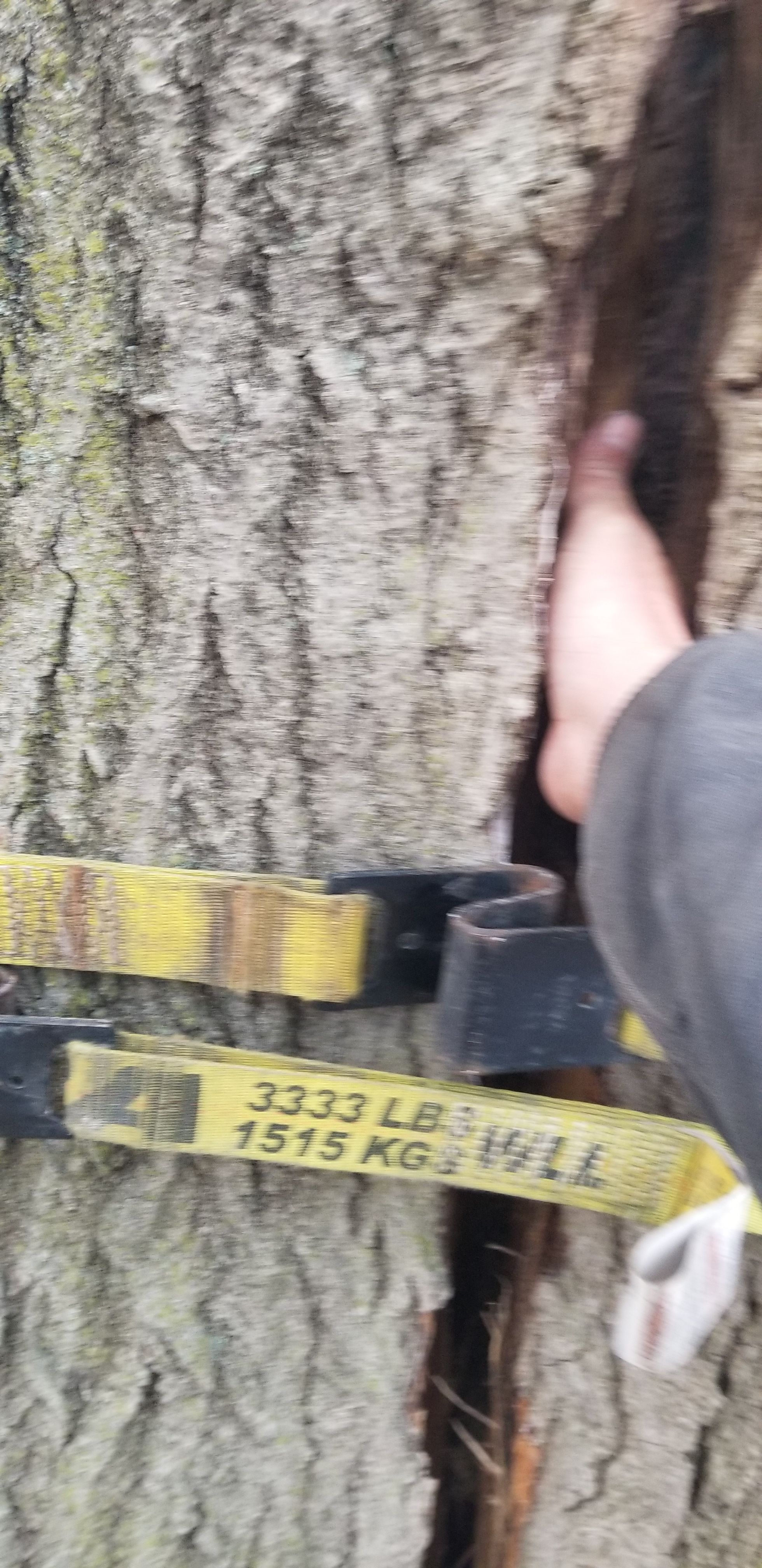  for Advanced Tree Solutions in Rockville, IN