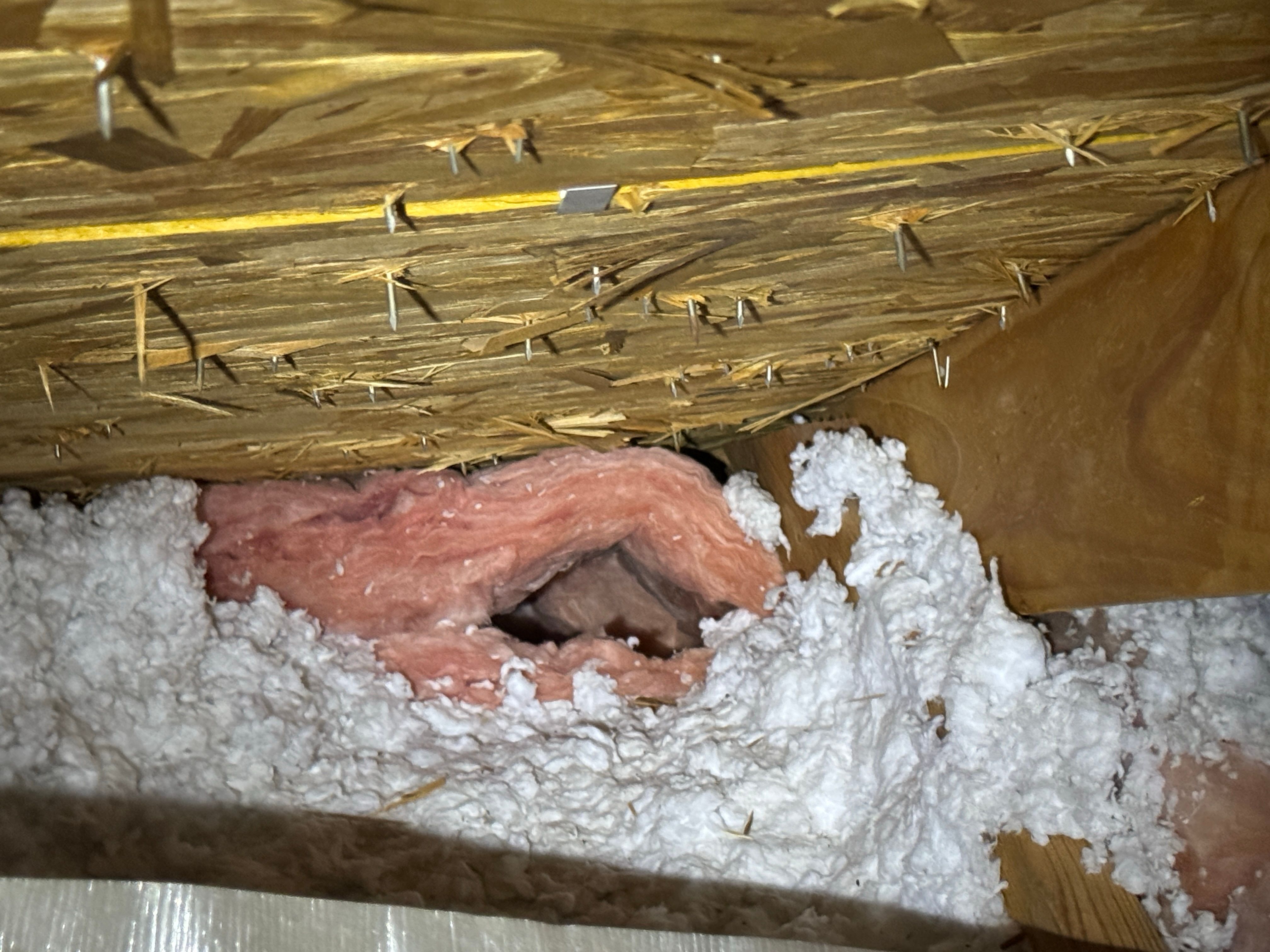 All Photos for The Critter Crew in DFW, TX