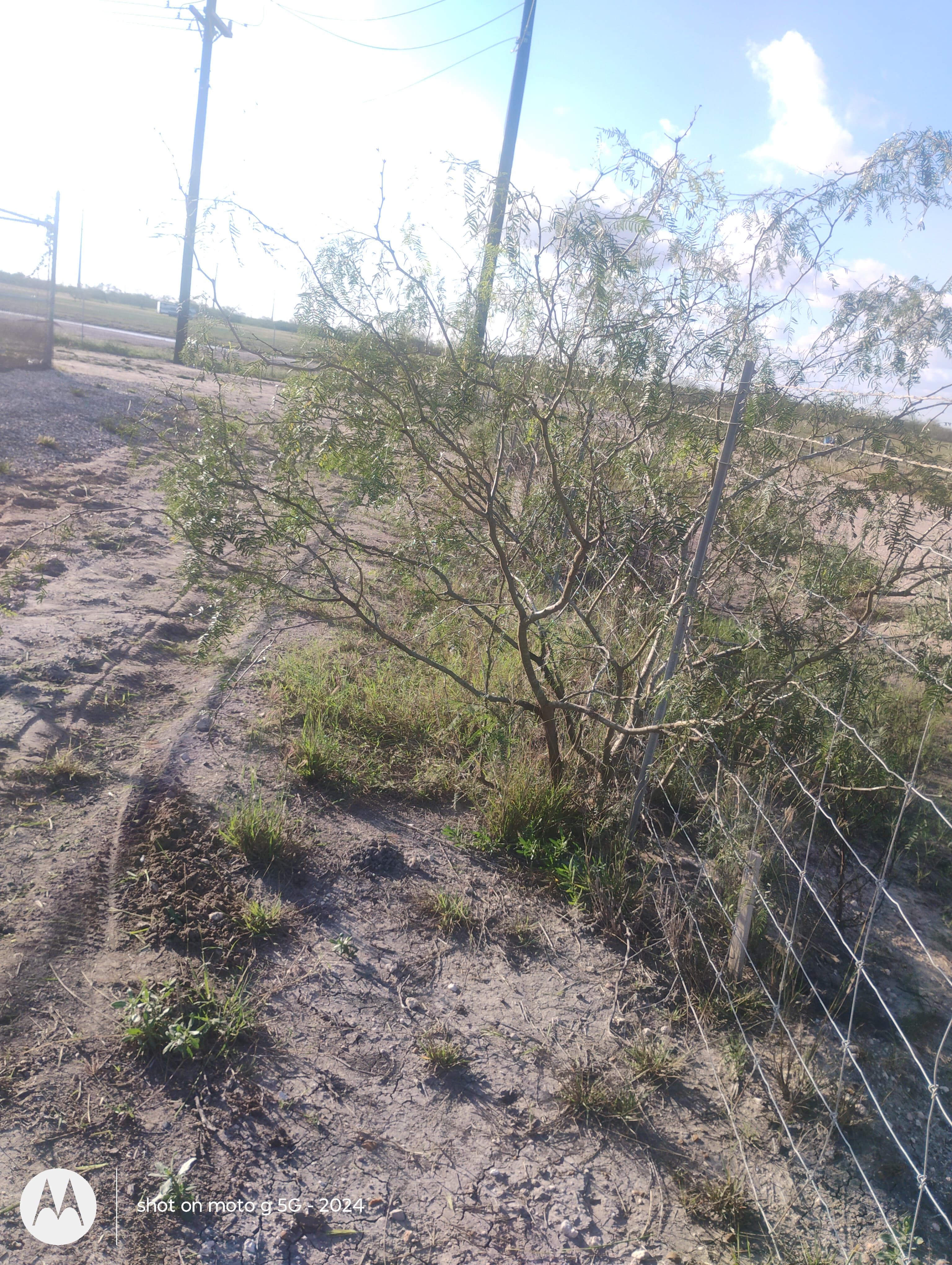  for Pro Lawn Care RGV in McAllen, TX