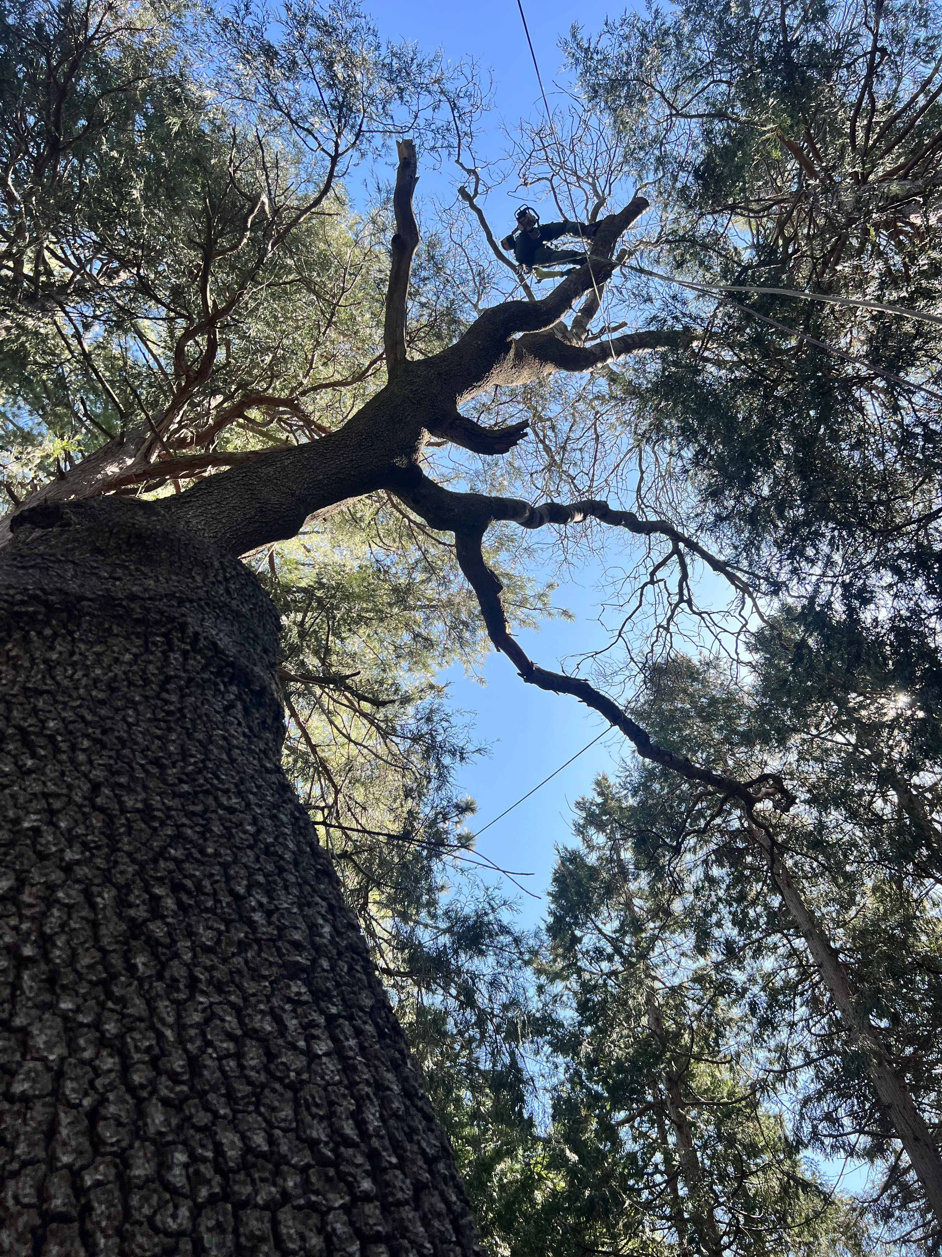  for Poseidon Valley Tree Service Corp in San Bernardino, CA