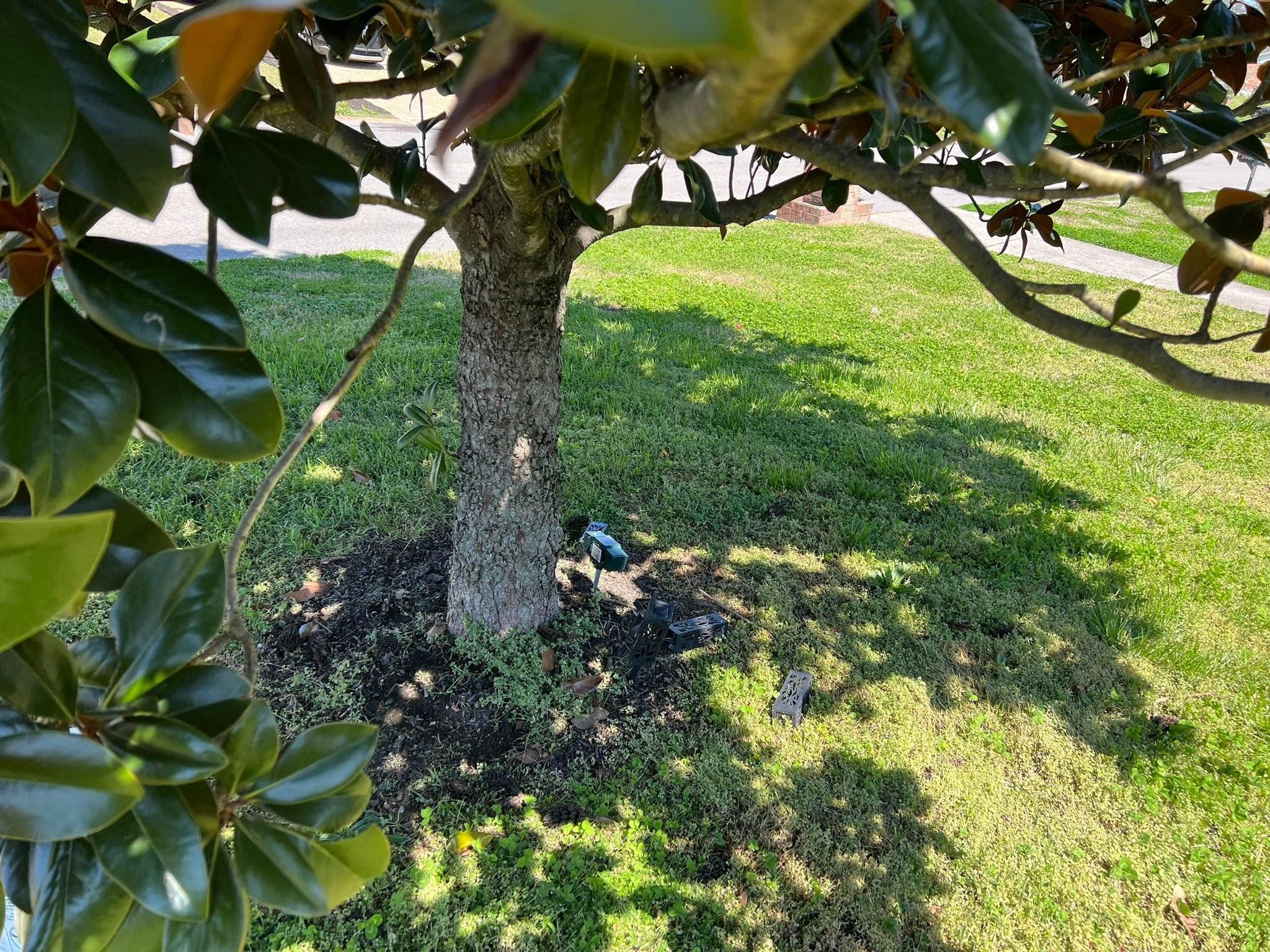  for Grass Management in Nashville, TN