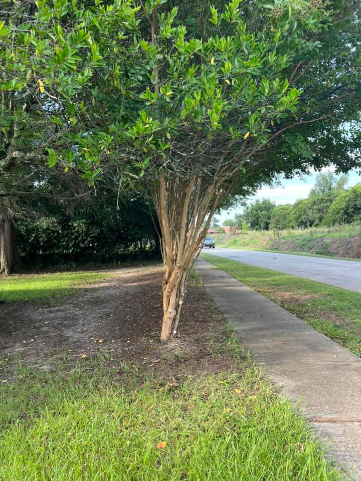  for T N L - Tree and Land Service in Reynolds, GA