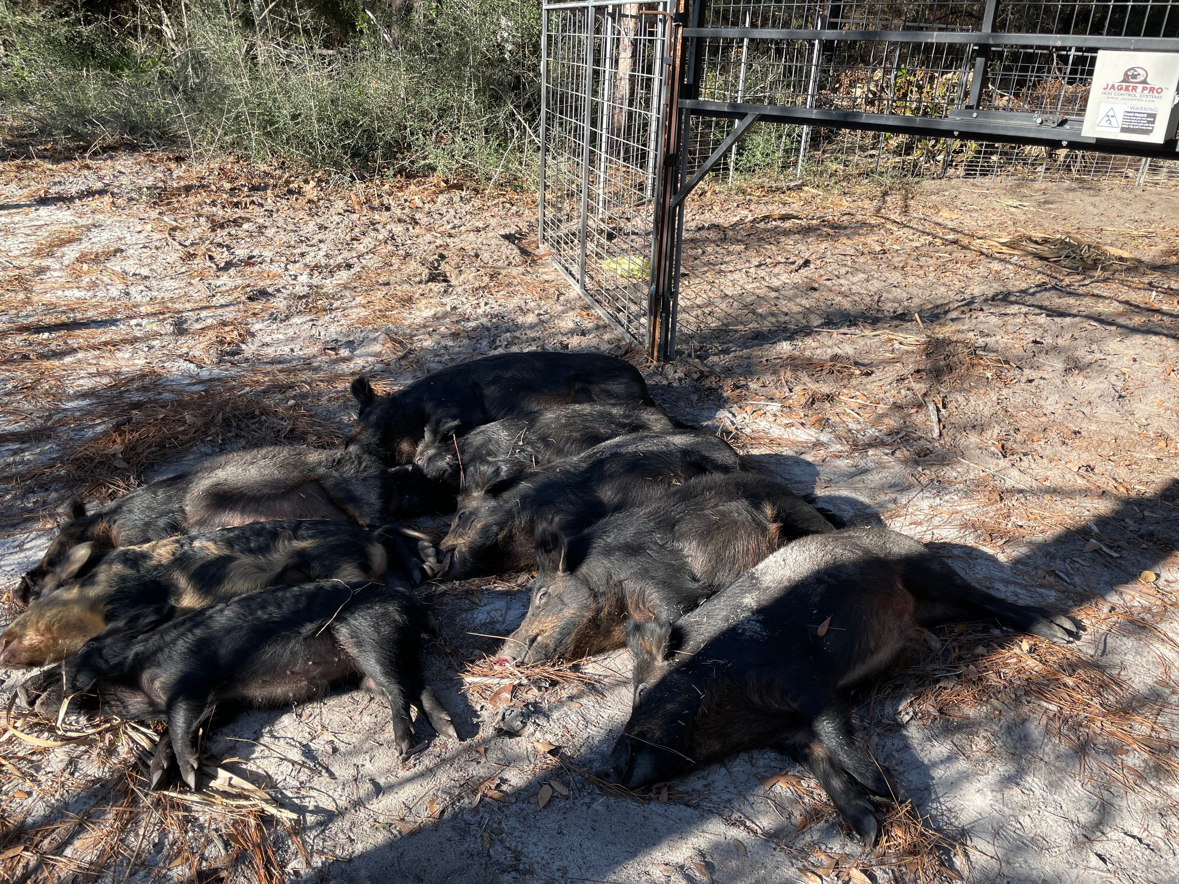  for Havoc Hog Control in Molino, FL