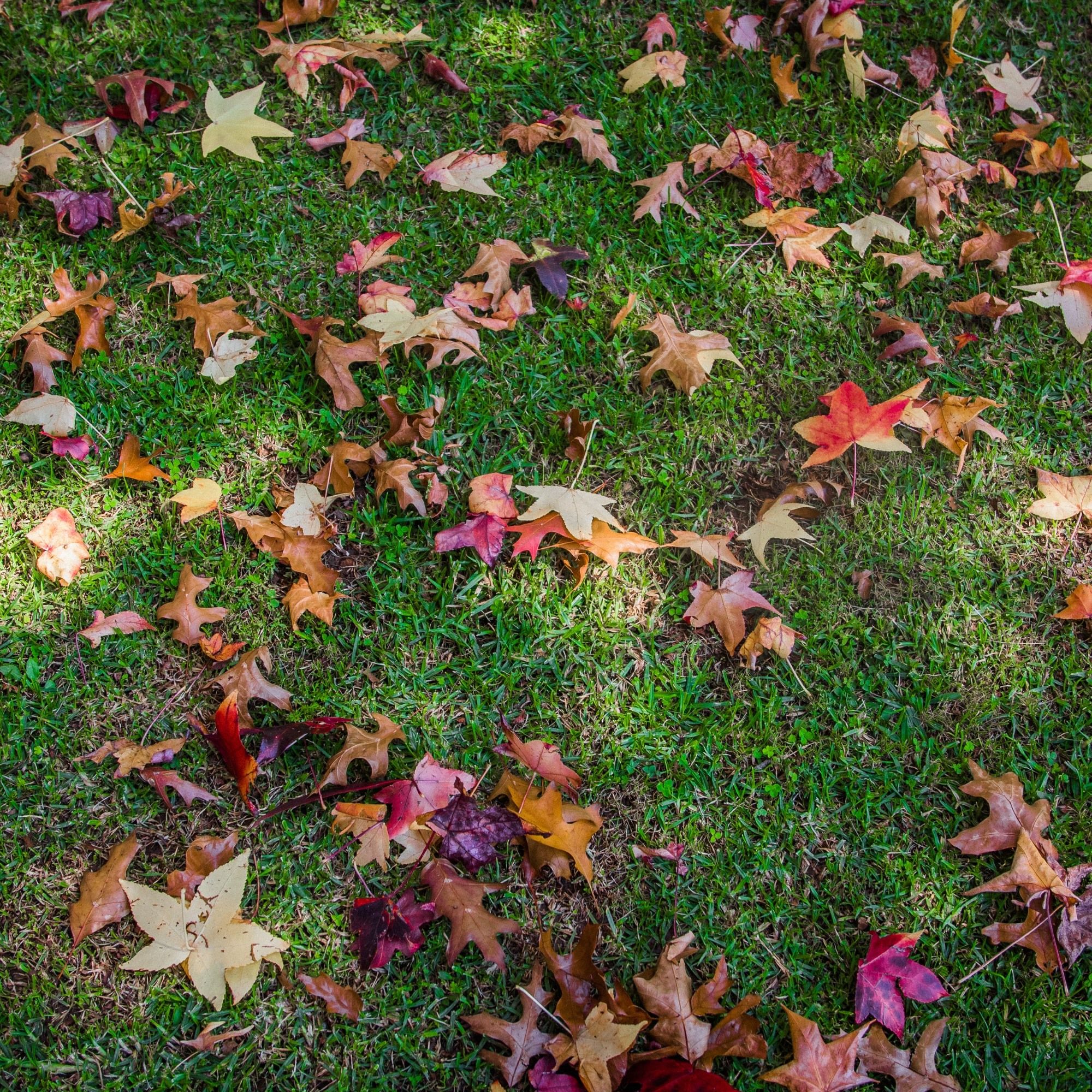  for Newtons Lawncare LLC in North Ridgeville, OH