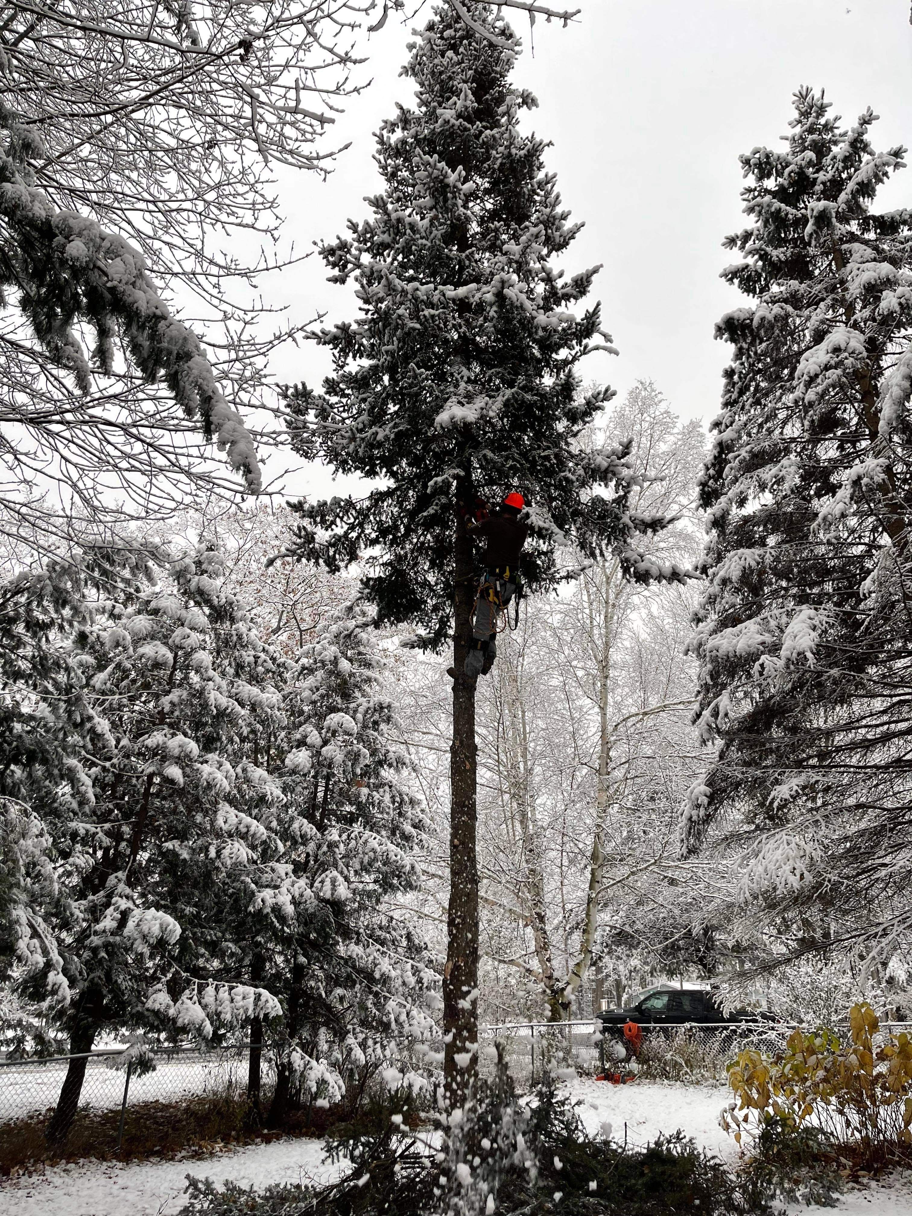 Tree Removal for Bear Creek Tree Service LLC in Rudyard, MI