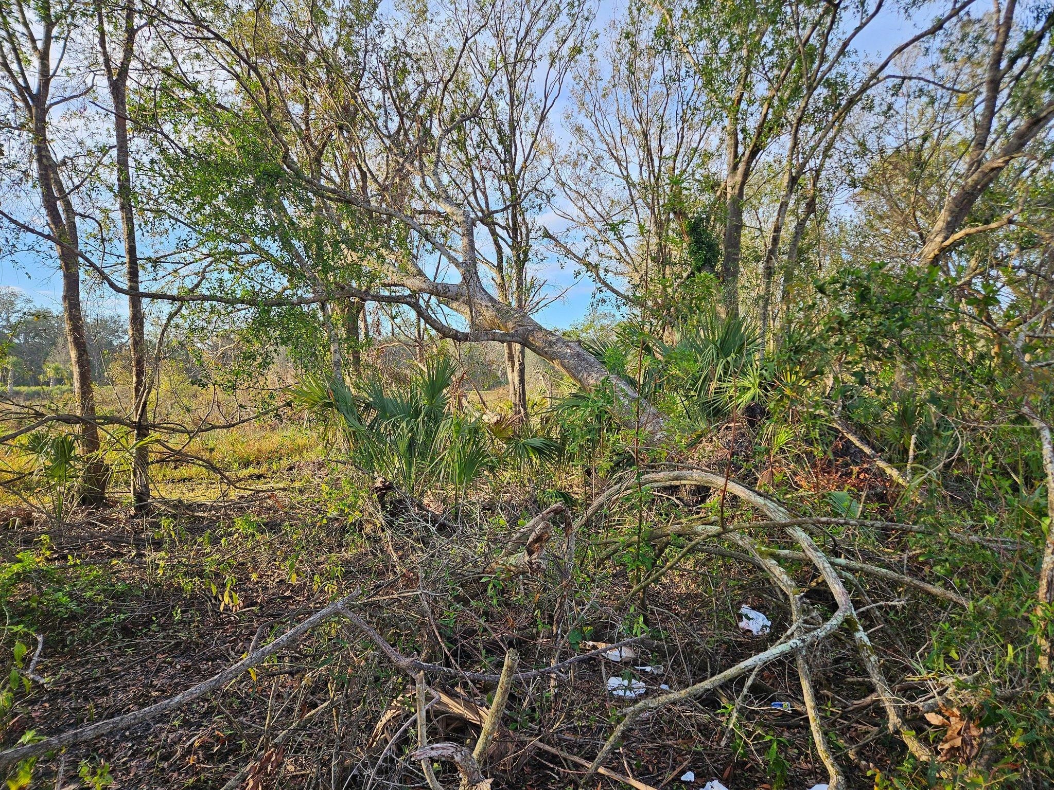 All Photos for Bay Area Bobcat in Riverview, FL