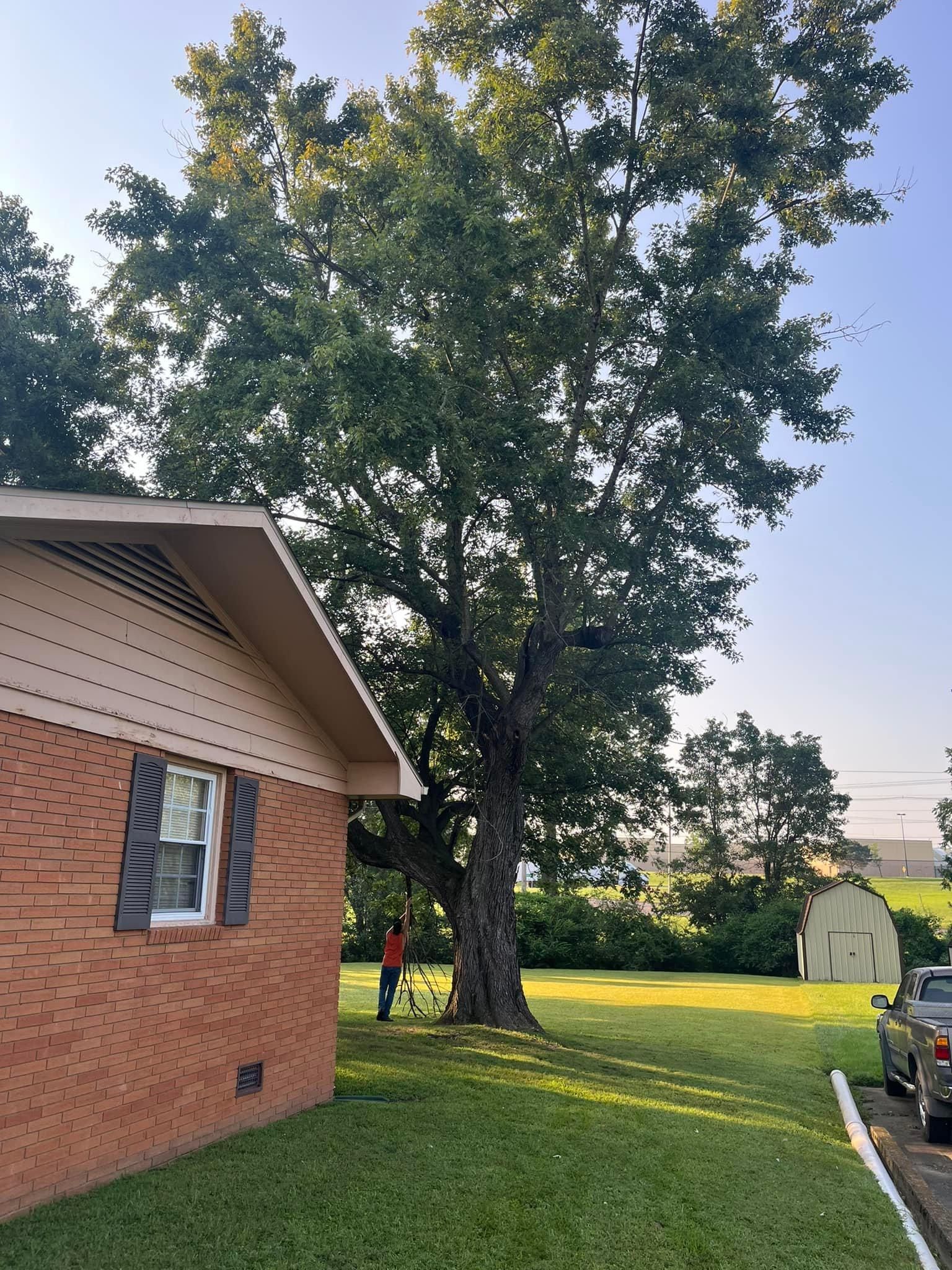  for Curtis Tree Service LLC in Hopkins County, KY