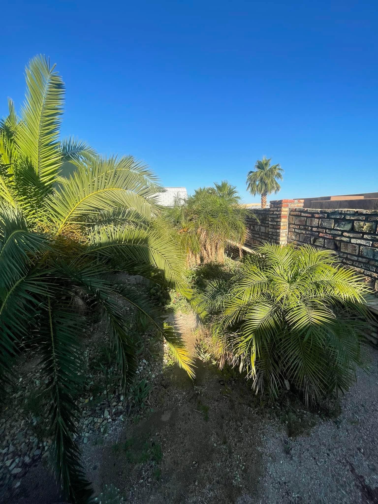  for Oliver L. Palm & Tree services in Yuma County, AZ